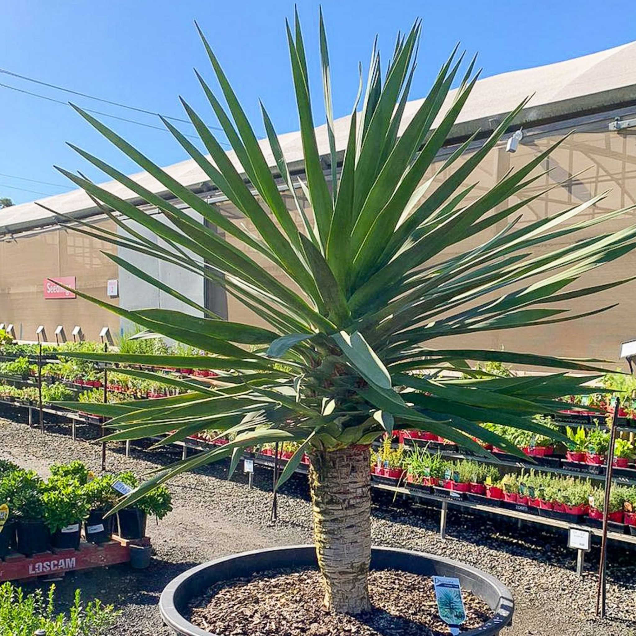 Canary Islands Dragon Tree - Dracaena draco