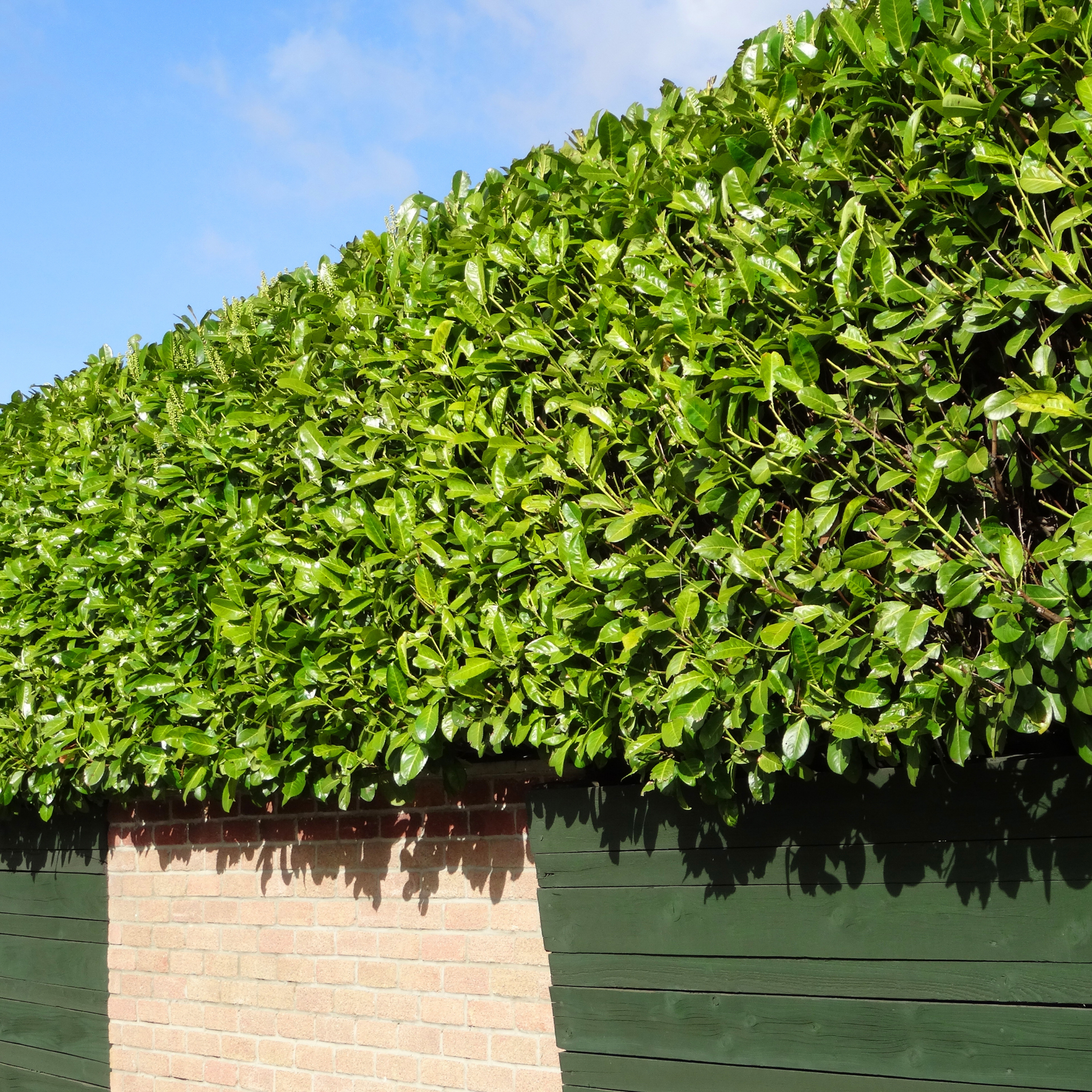 Green hedge against a blue sky