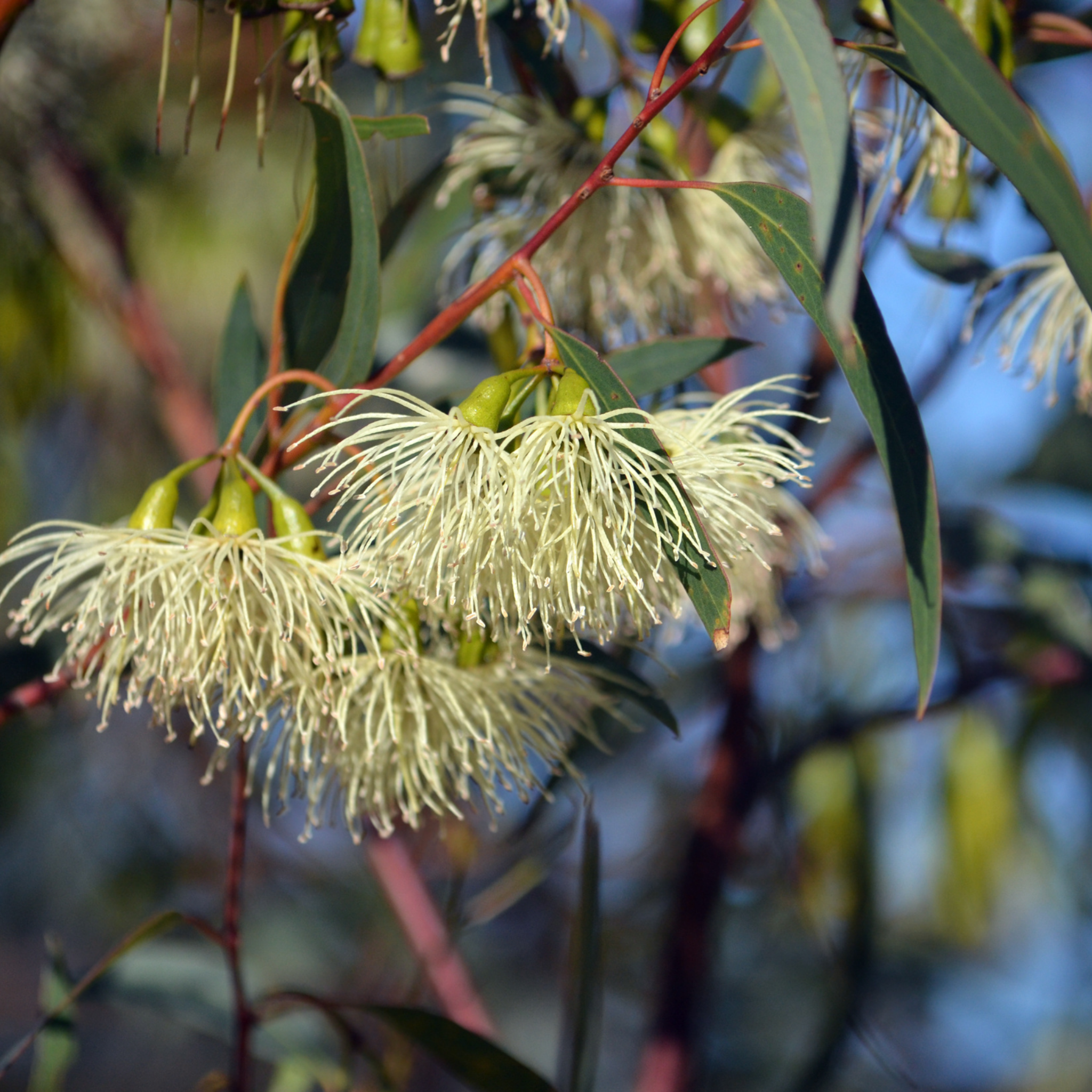 Lemon Scented Gum - Corymbia citriodora