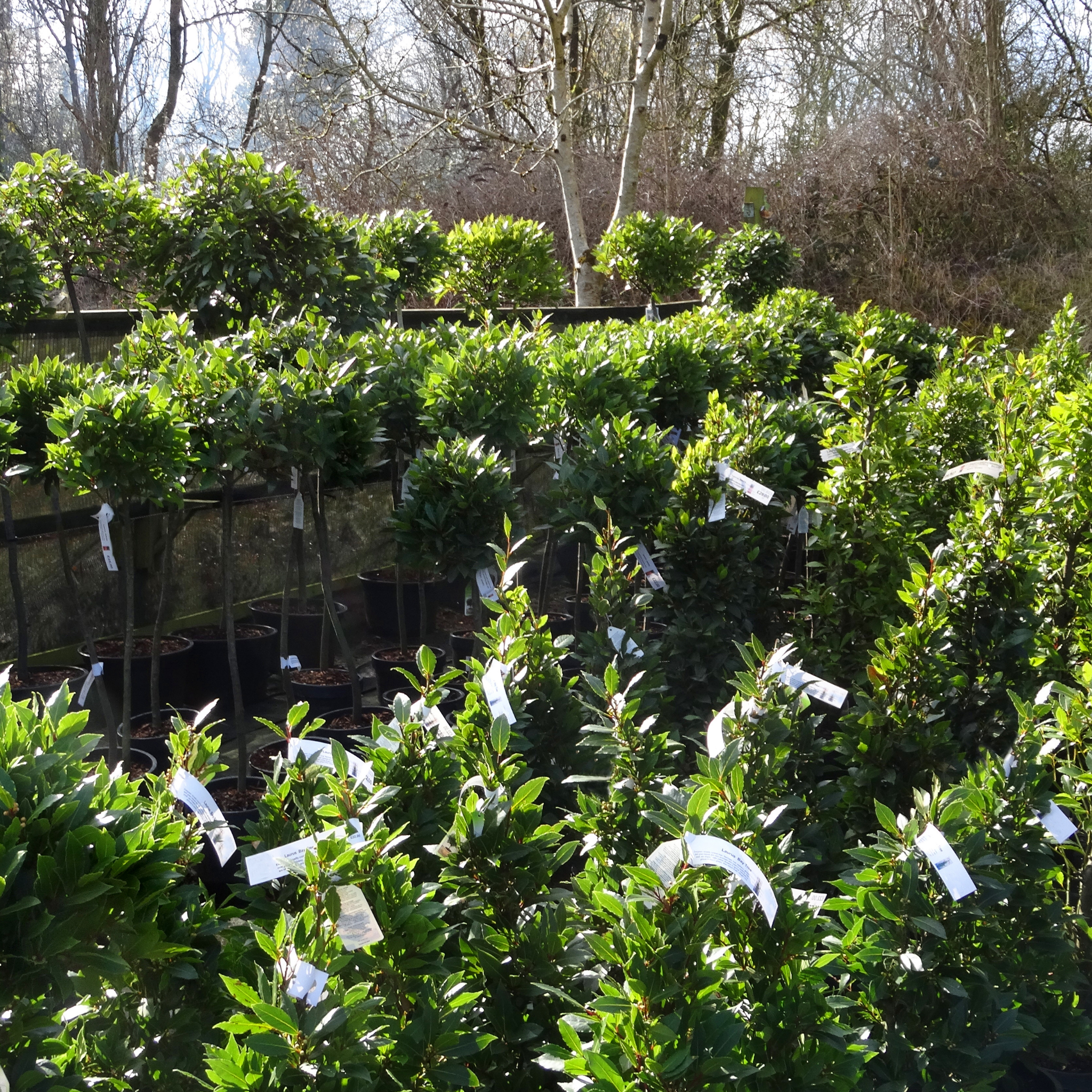 Bay Laurel Tree - Laurus nobilis