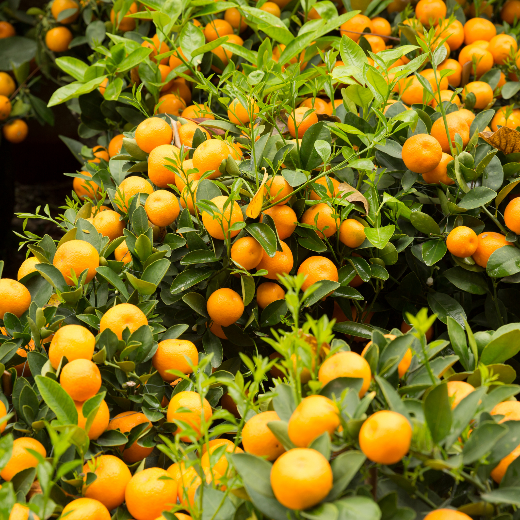 Australian Cumquat - Fortunella japonica Calamondin