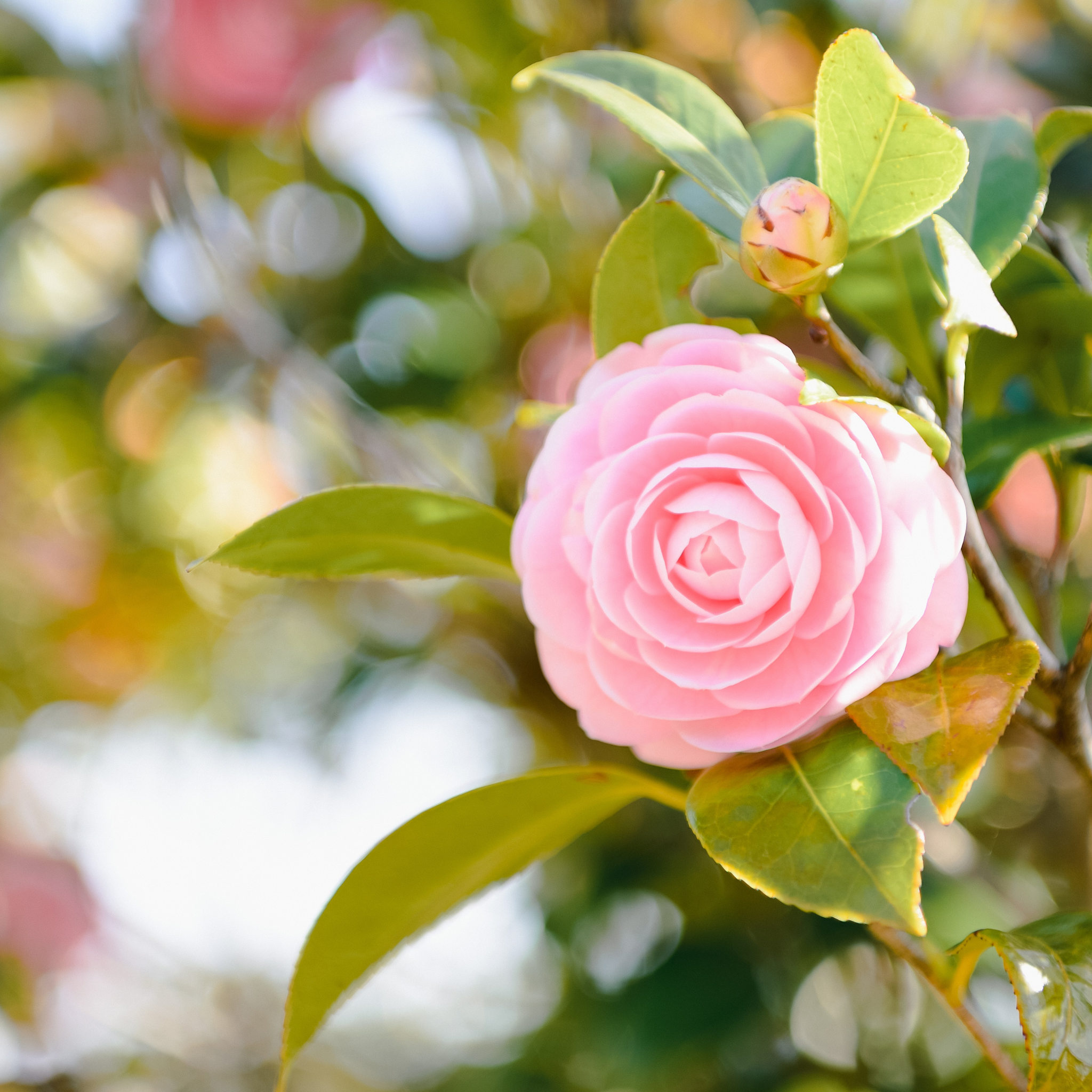 Camellia hybrida E G Waterhouse