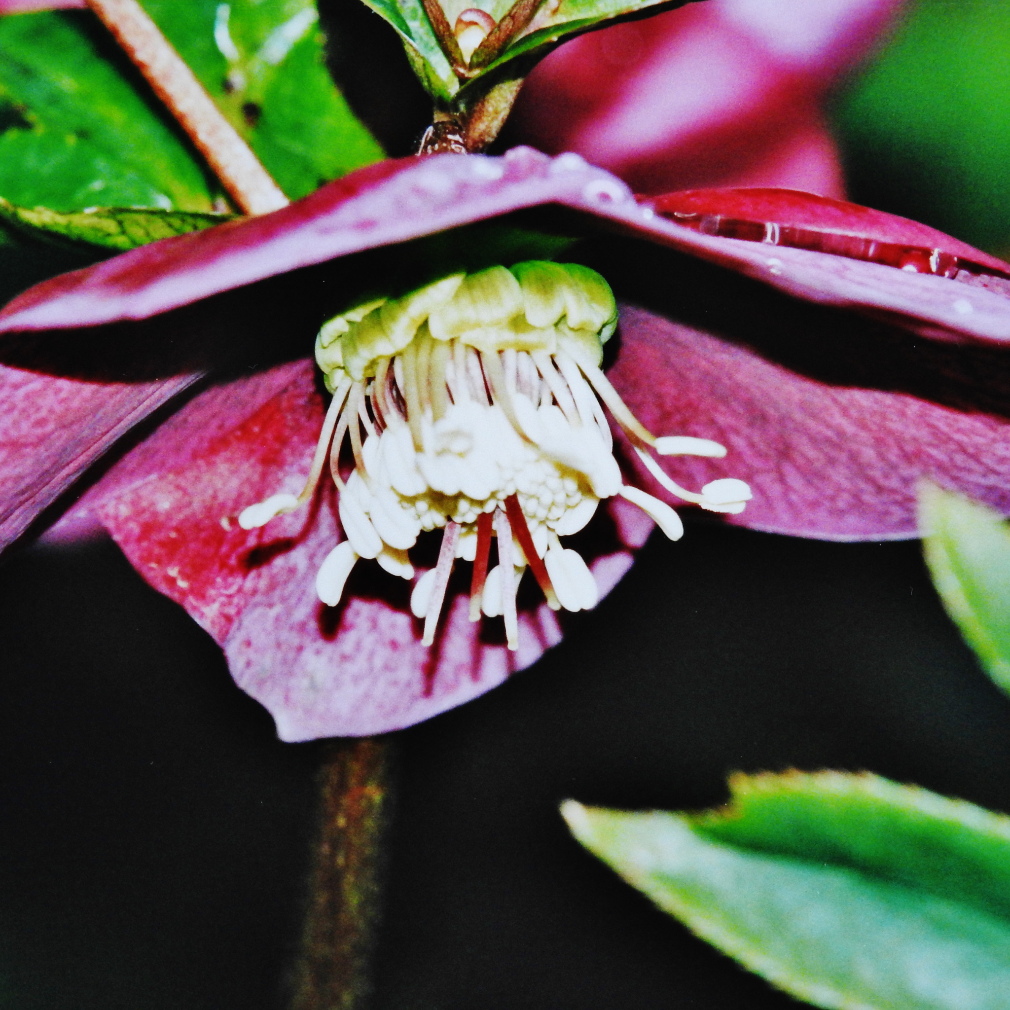 Winter Rose Vibey Velvet - Helleborus hybrida Vibey Velvet