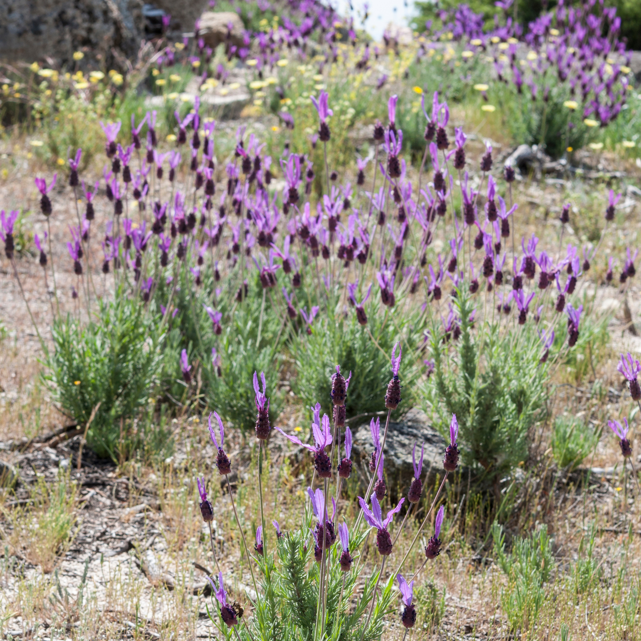 Spanish Lavender - Lavandula stoechas Avonview