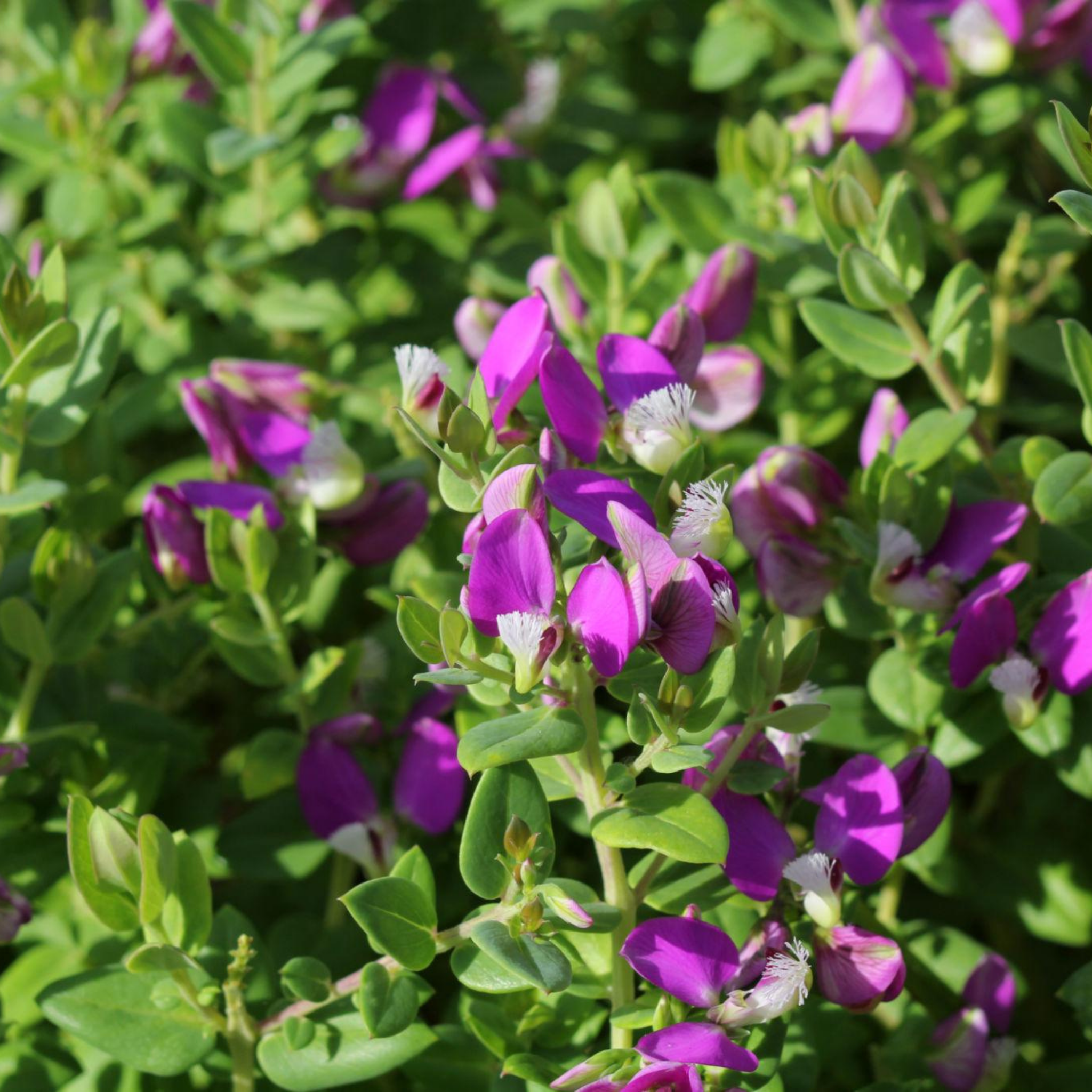 Close-up of purple flowers with green leaves