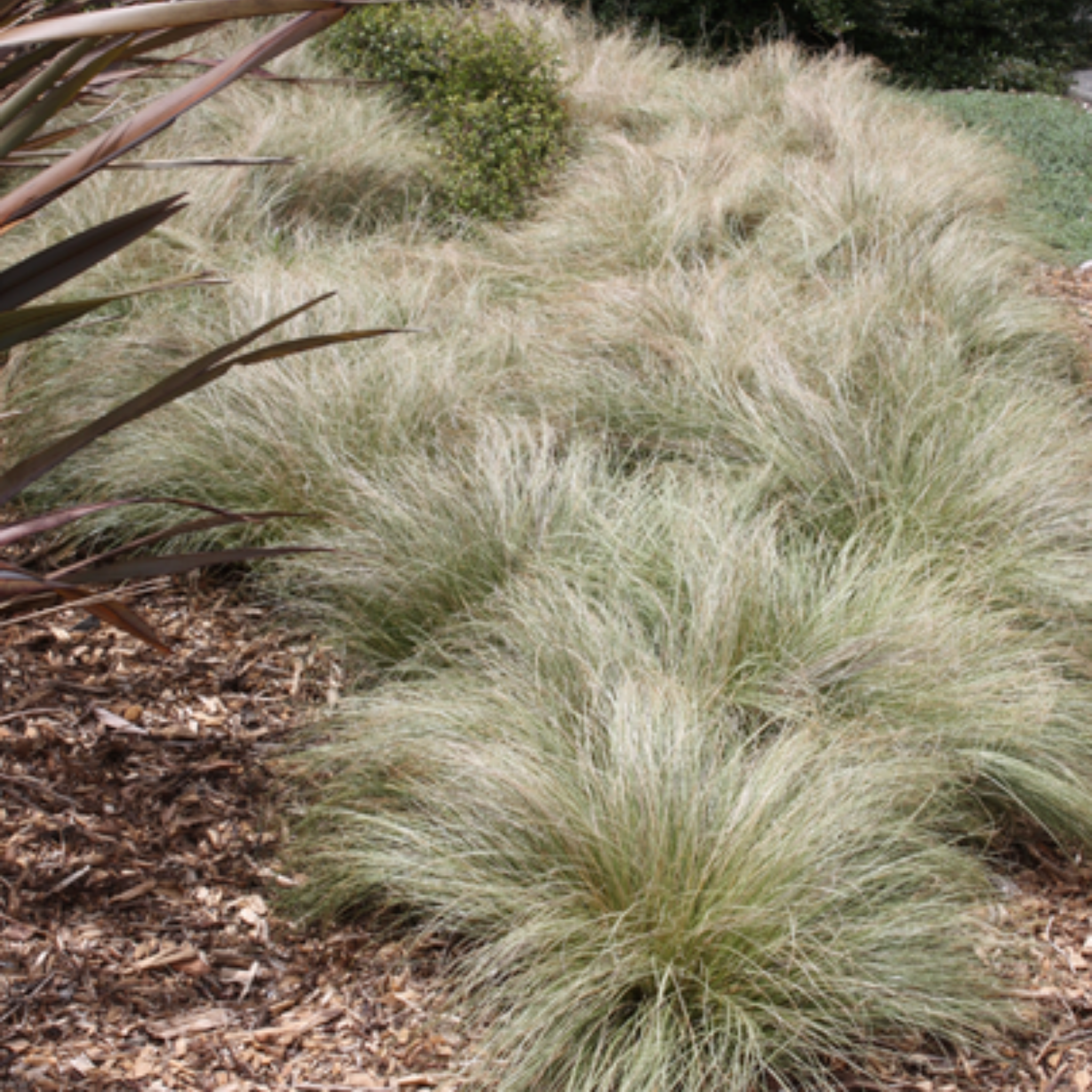 Grass plants in a garden setting with mulch and other plants.