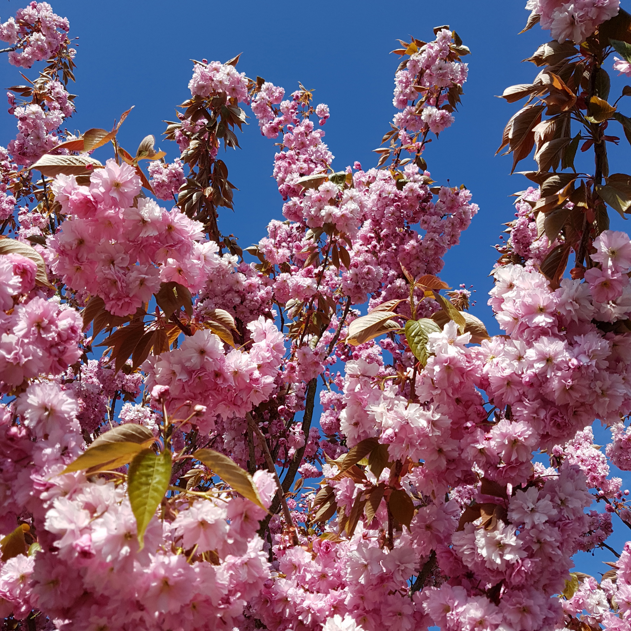 Japanese Flowering Ornamental Cherry - Prunus serrulata 'Kanzan'