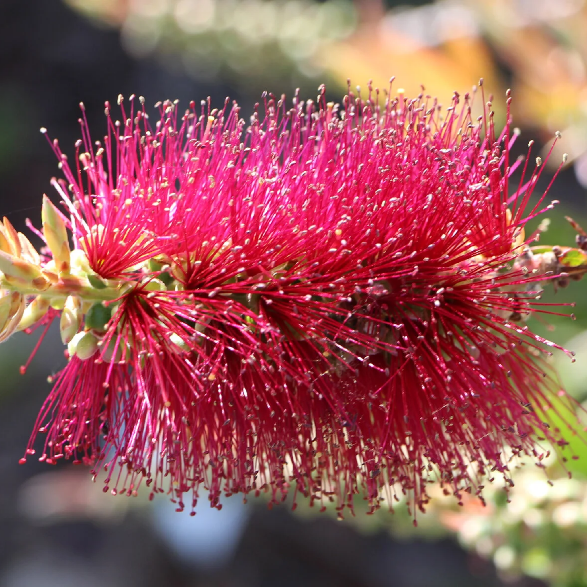 Close-up of a bottlebrush flower with a blurred natural background