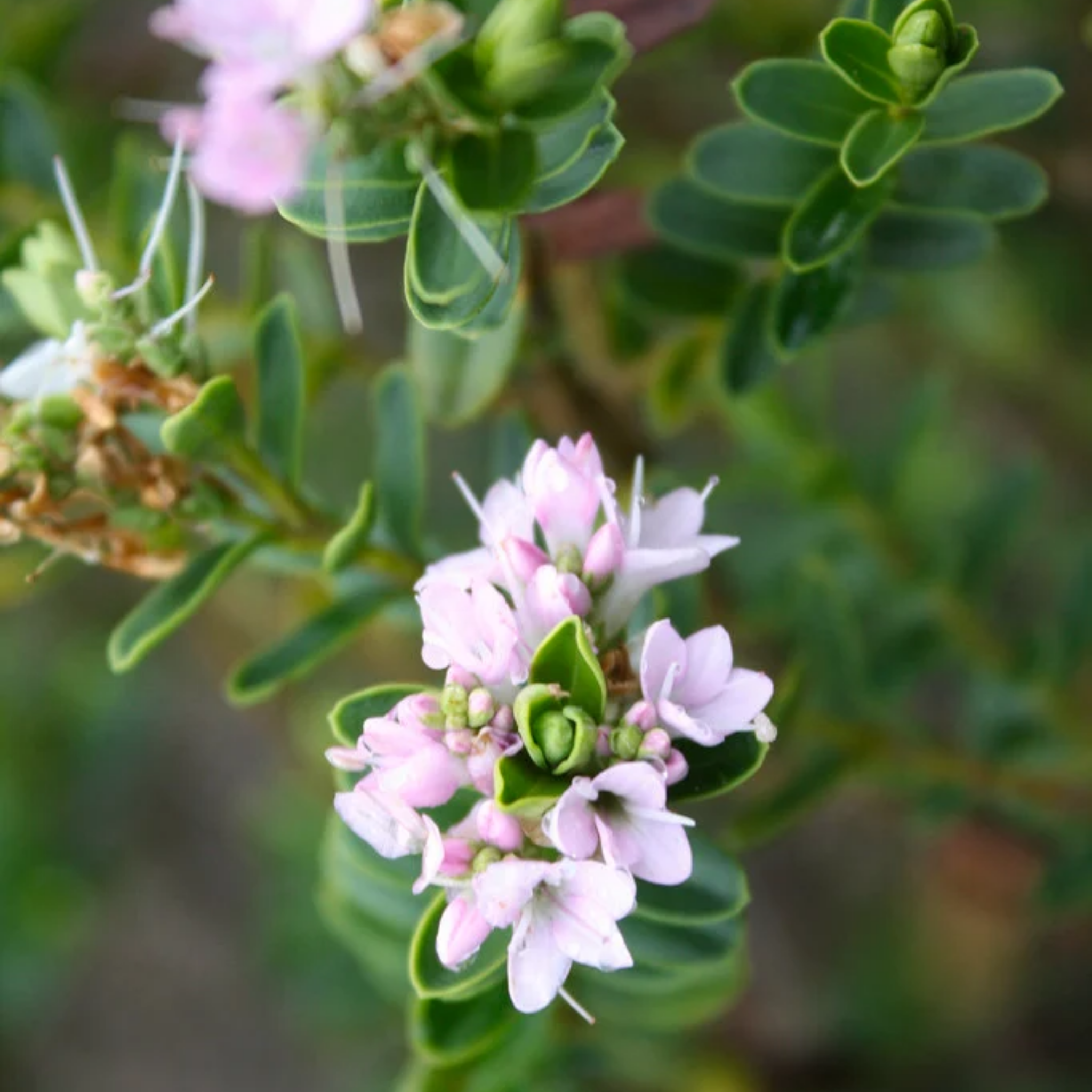 Hebe hybrida Wiri Cloud