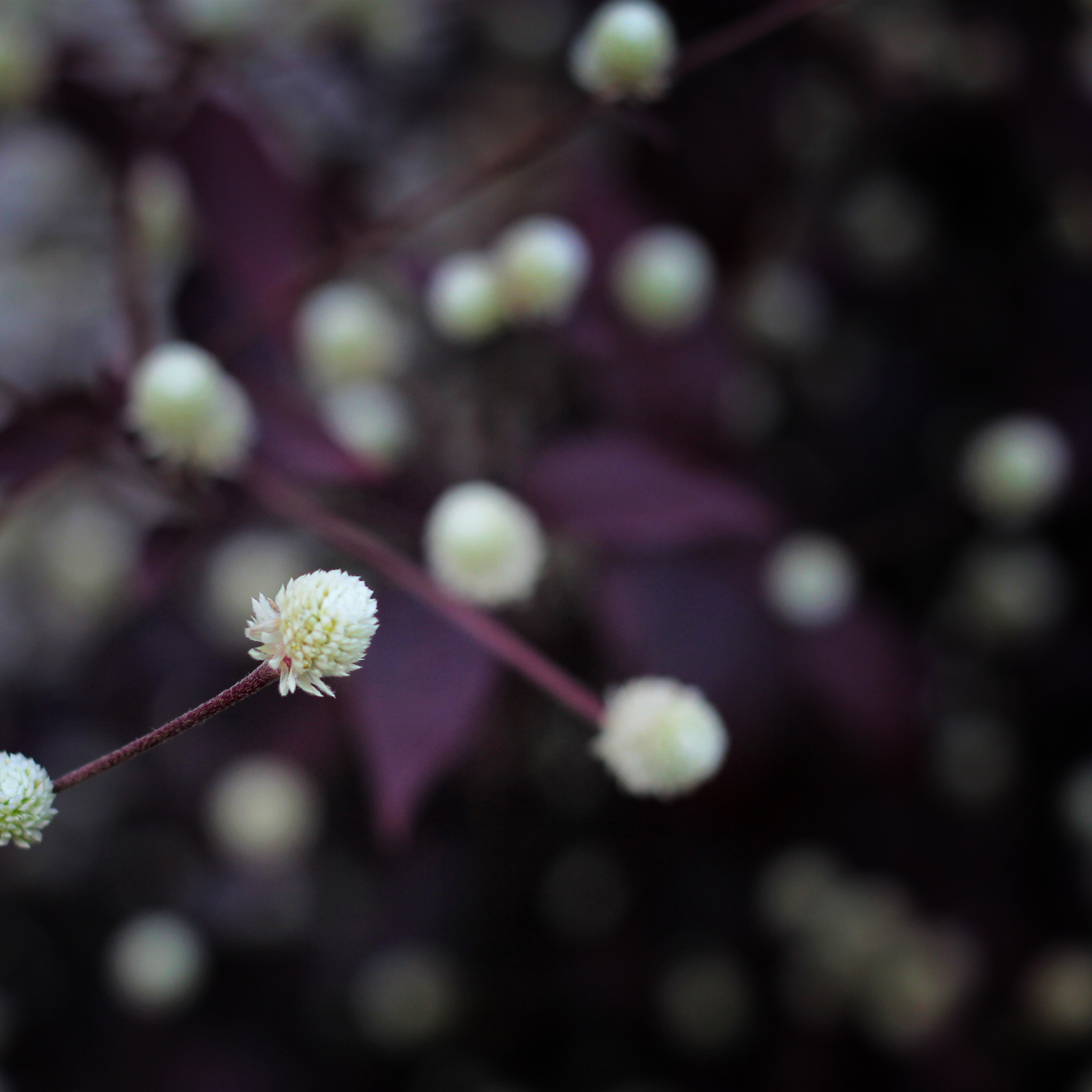Alternanthera Little Maroon - Alternanthera dentata 'Little Maroon'