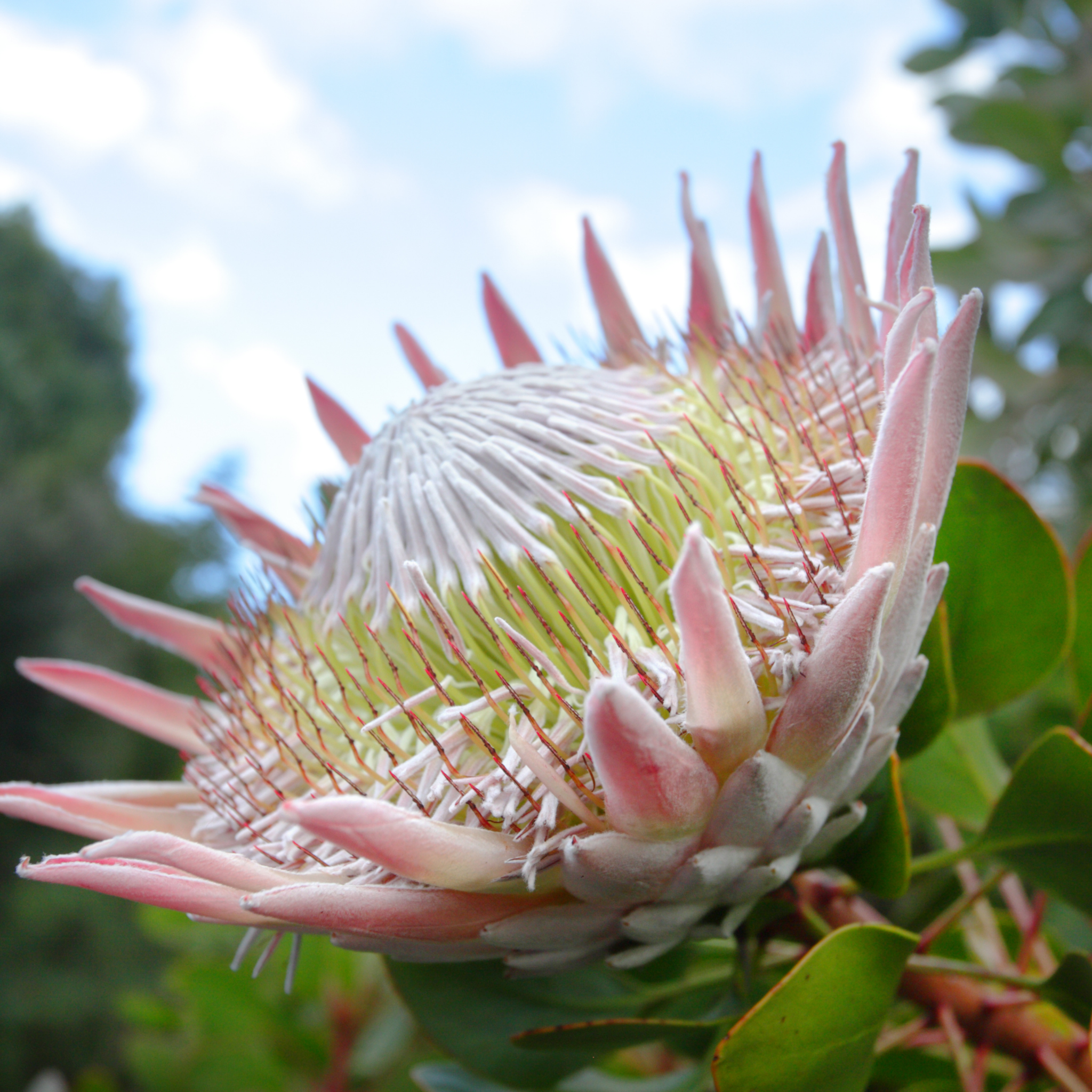 King Pink King Protea - Protea cynaroides King Pink