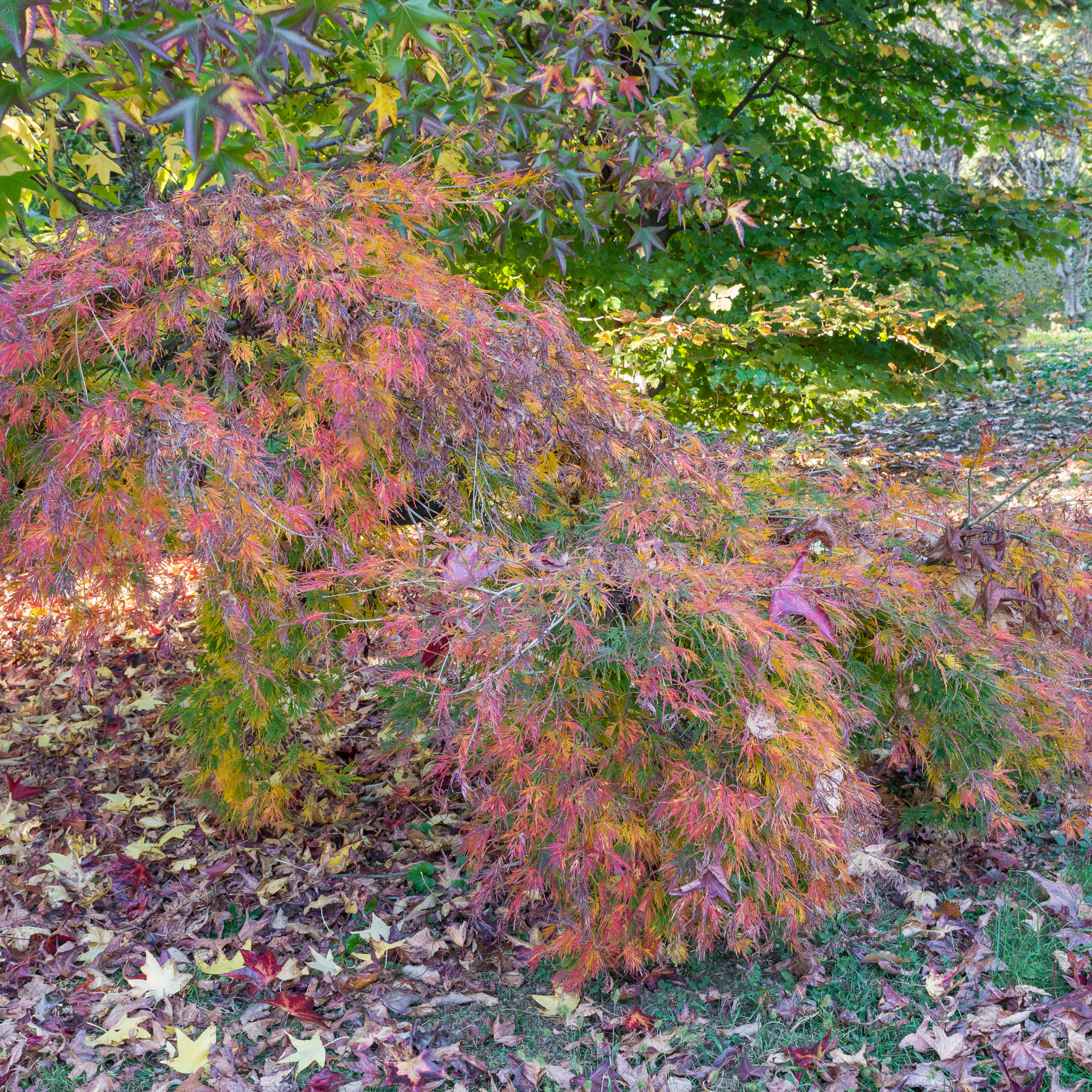 Weeping Japanese Maple - Acer palmatum Dissectum