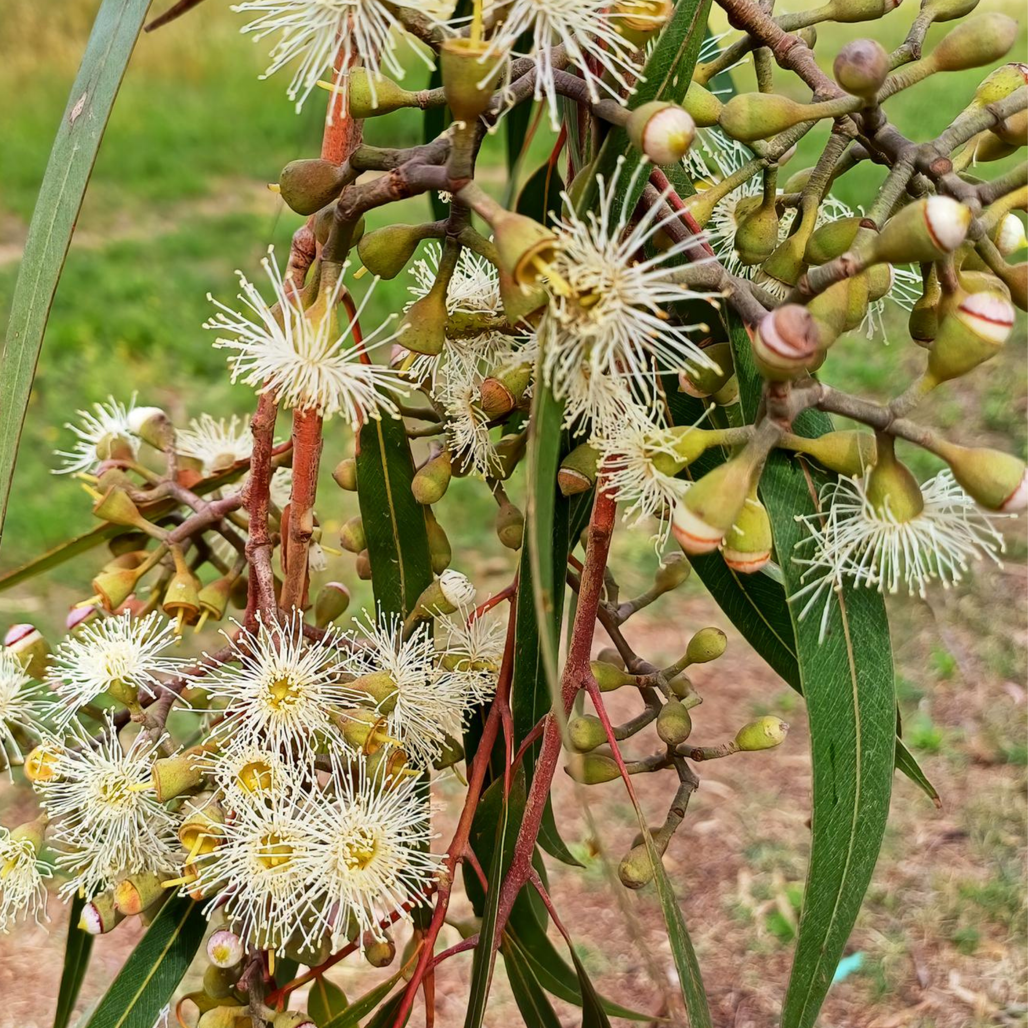 Lemon Scented Gum Scentuous - Corymbia citriodora 'Scentuous'