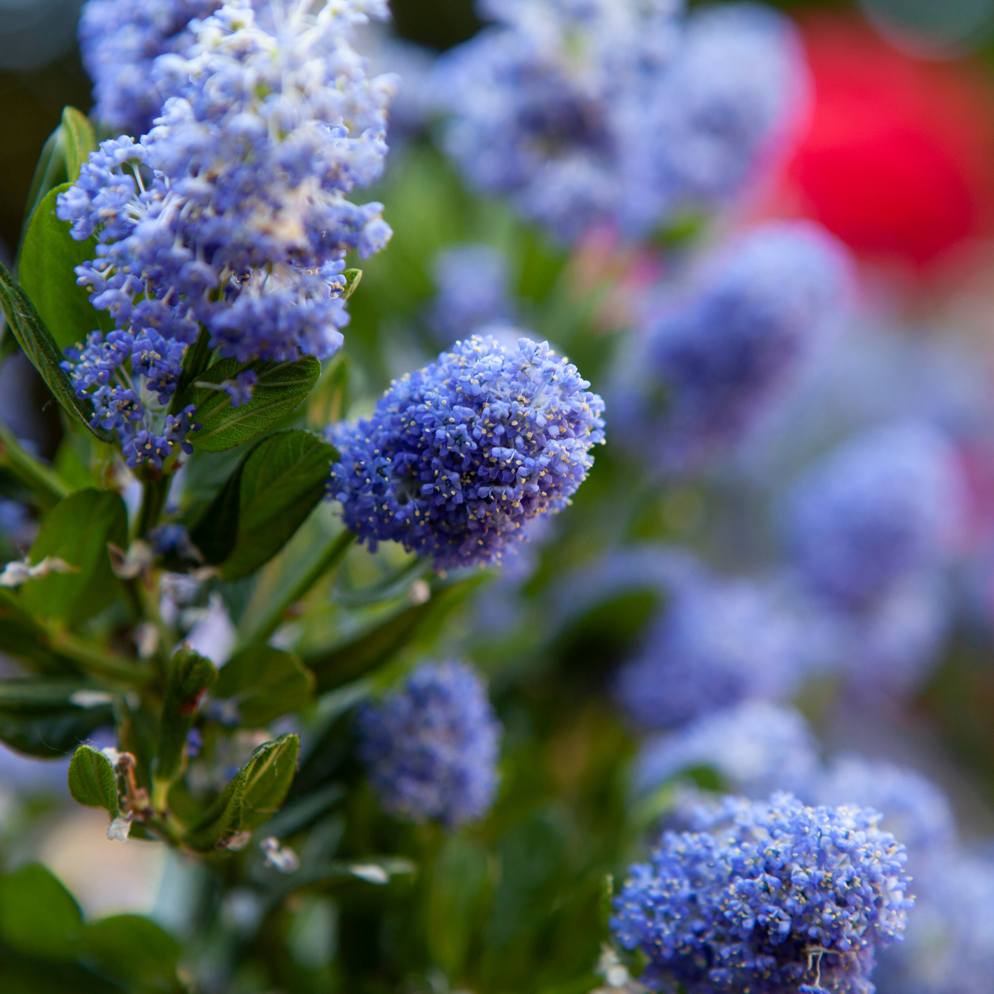 California Lilac - Ceanothus griseus horizontalis Yankee Point