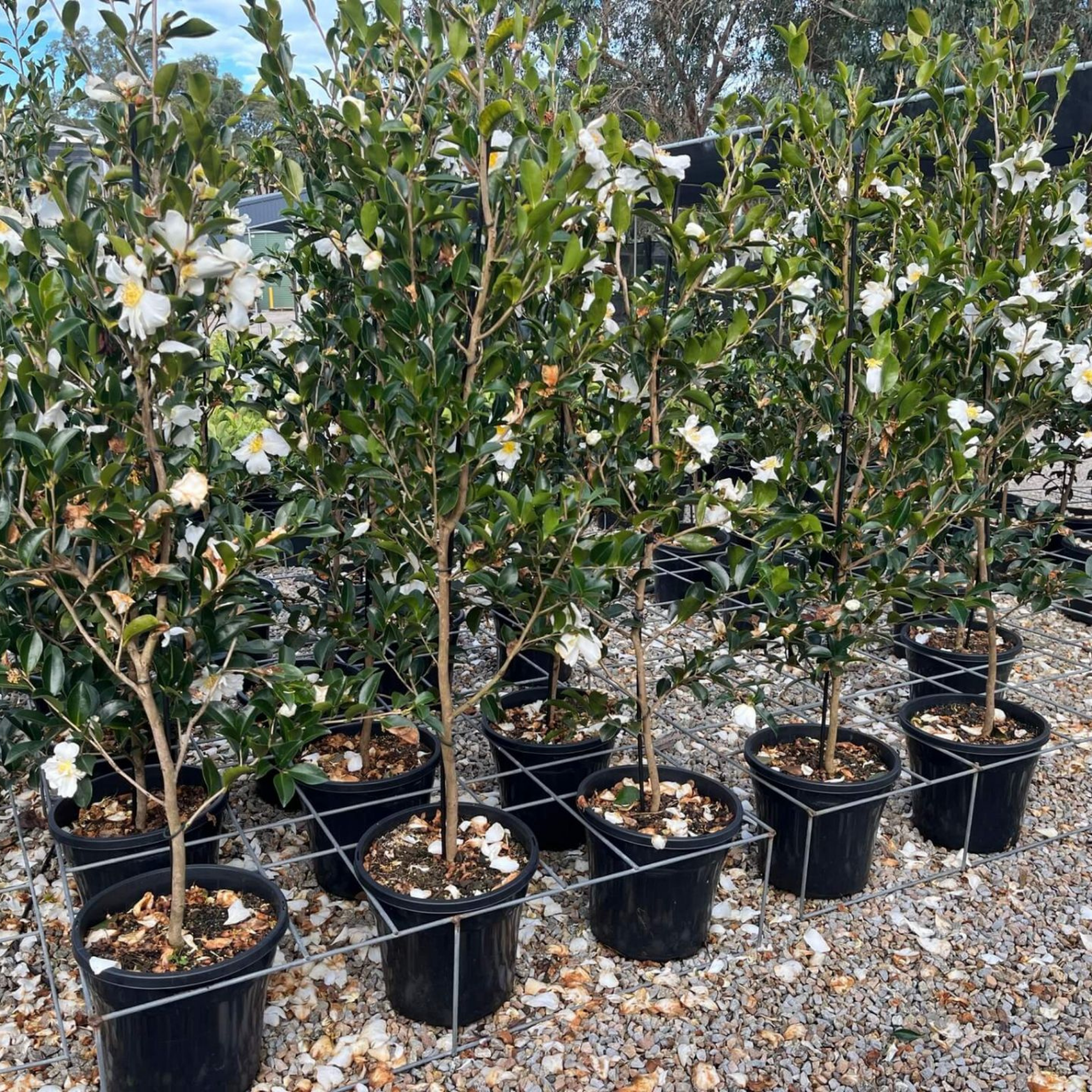 Camellia Setsugekka - Camellia sasanqua 'Setsugekka'