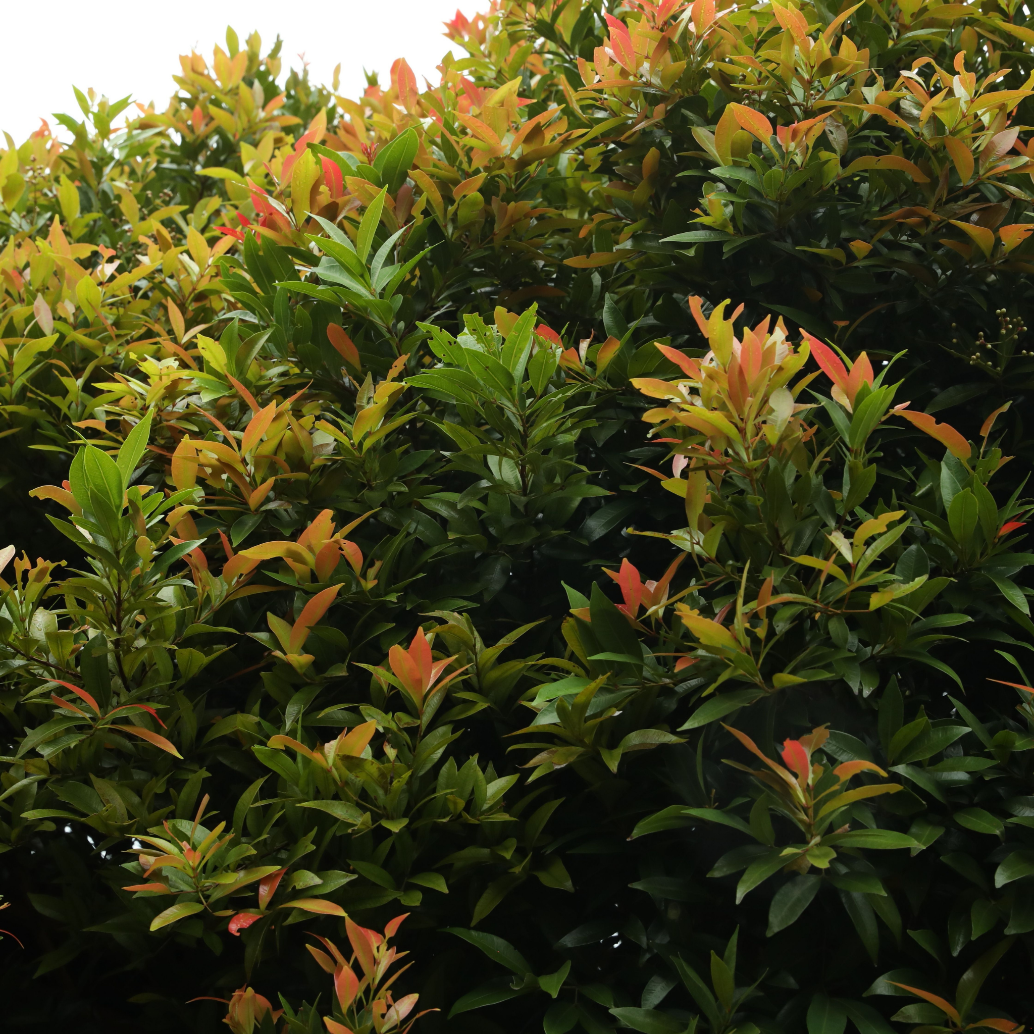 Water Gum tree - Tristaniopsis laurina