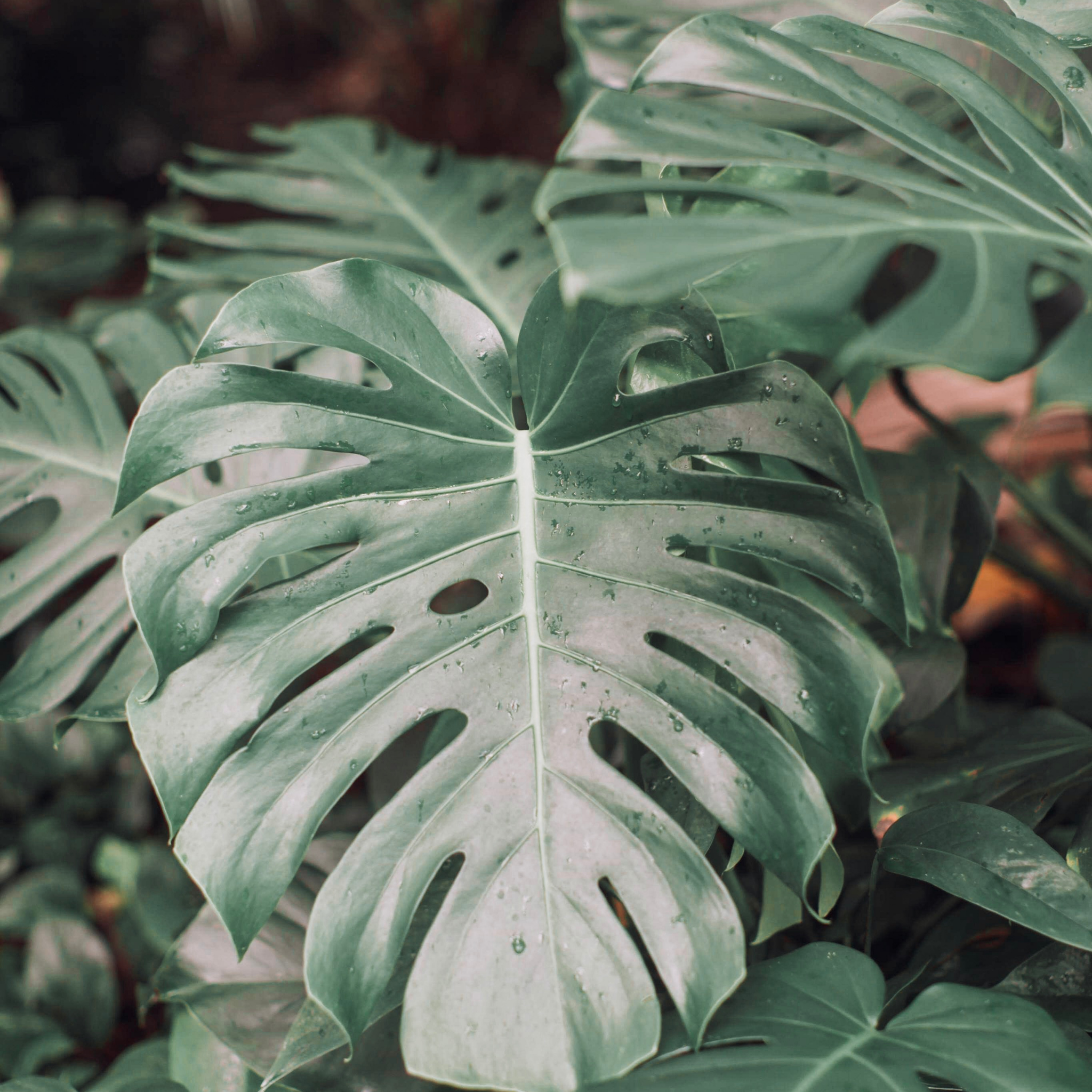 Swiss Cheese Plant - Monstera deliciosa