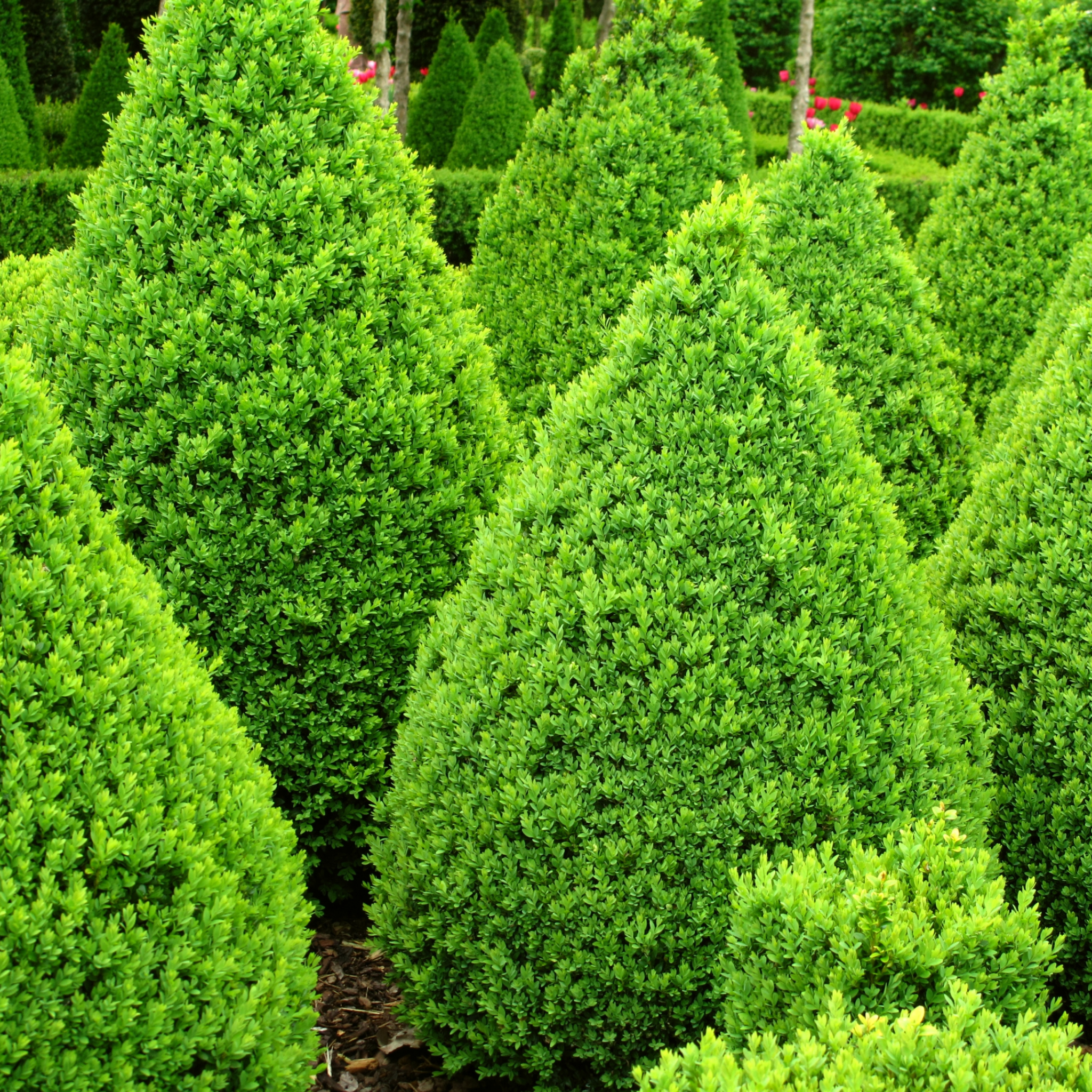 Row of neatly trimmed green shrubs in a garden setting