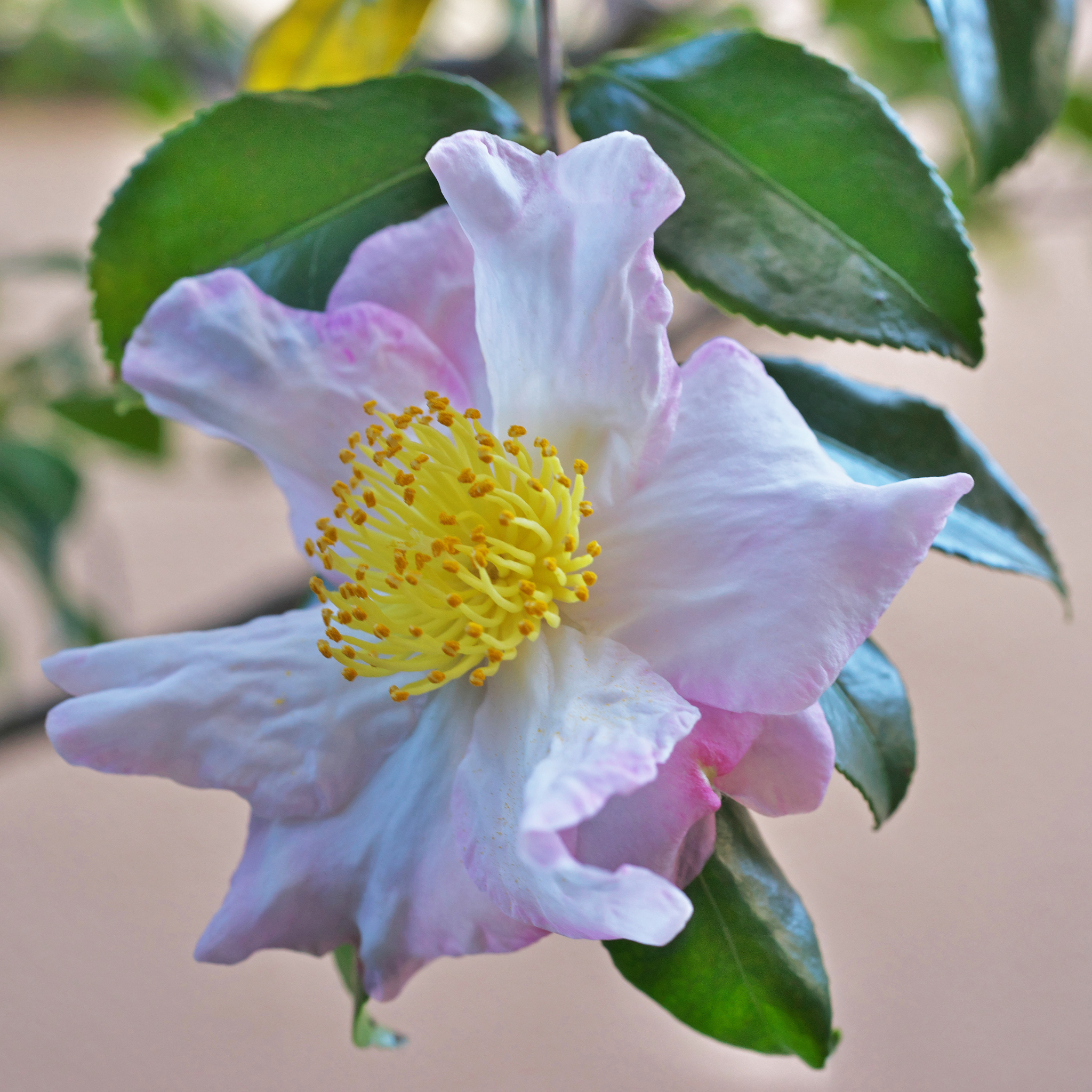 Sasanqua Camellia Edna Butler - Camellia sasanqua 'Edna Butler'