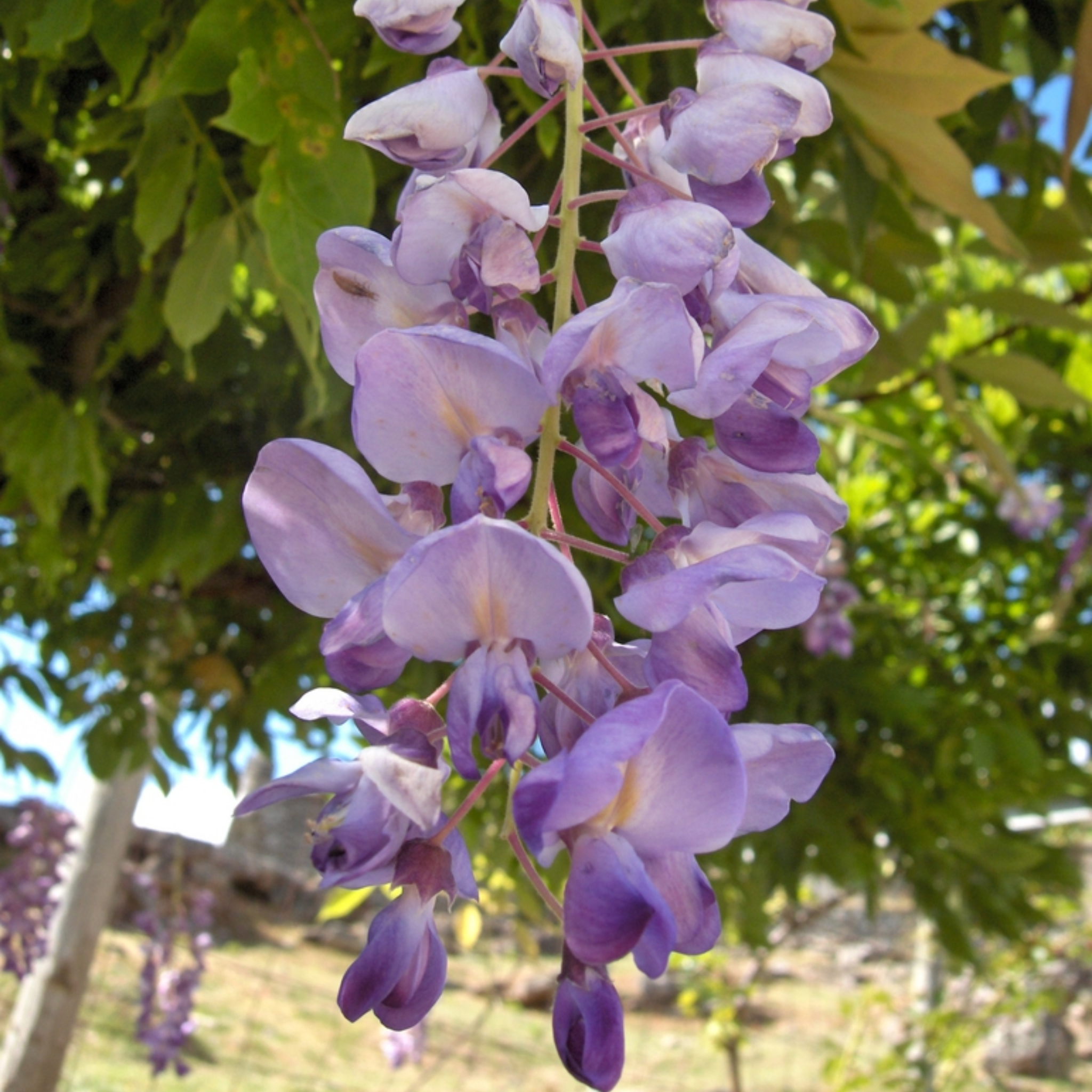 Chinese Wisteria - Wisteria sinensis