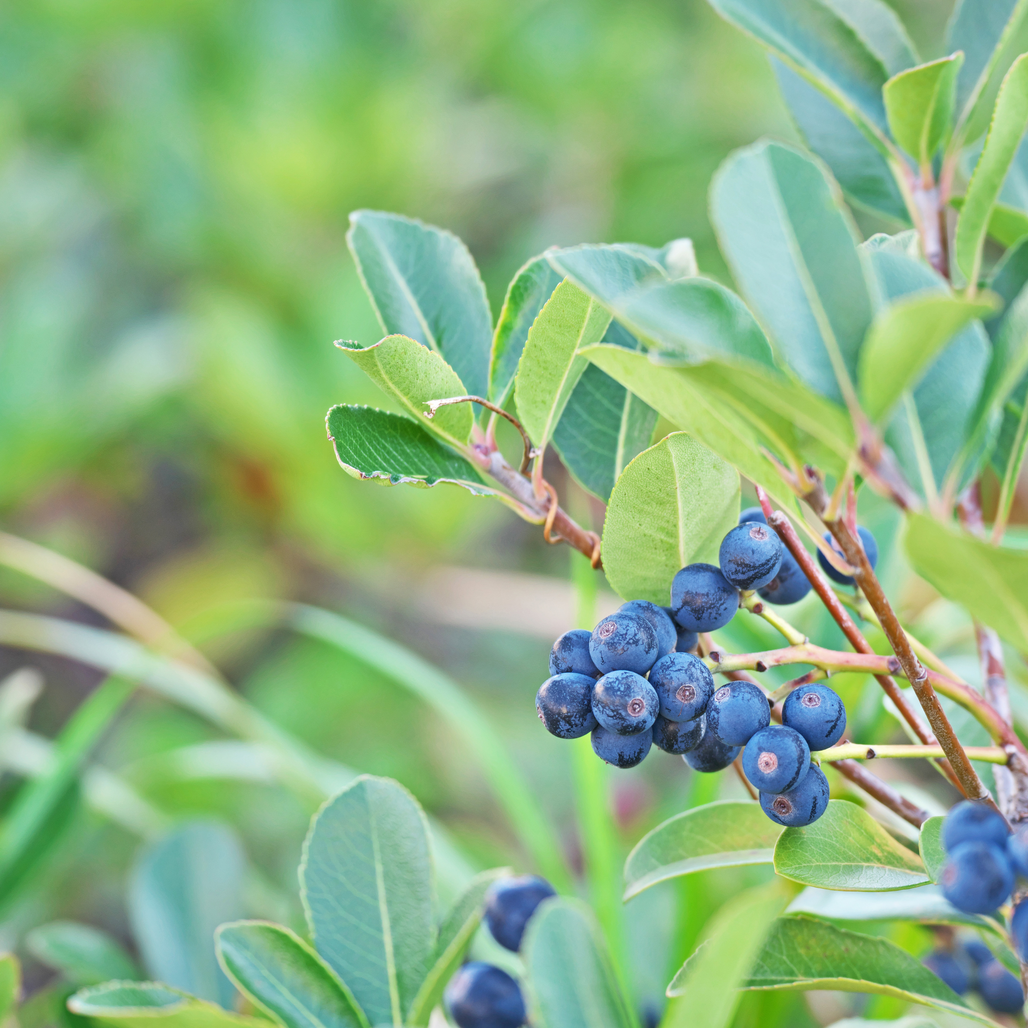 Indian hawthorn - Rhaphiolepis indica