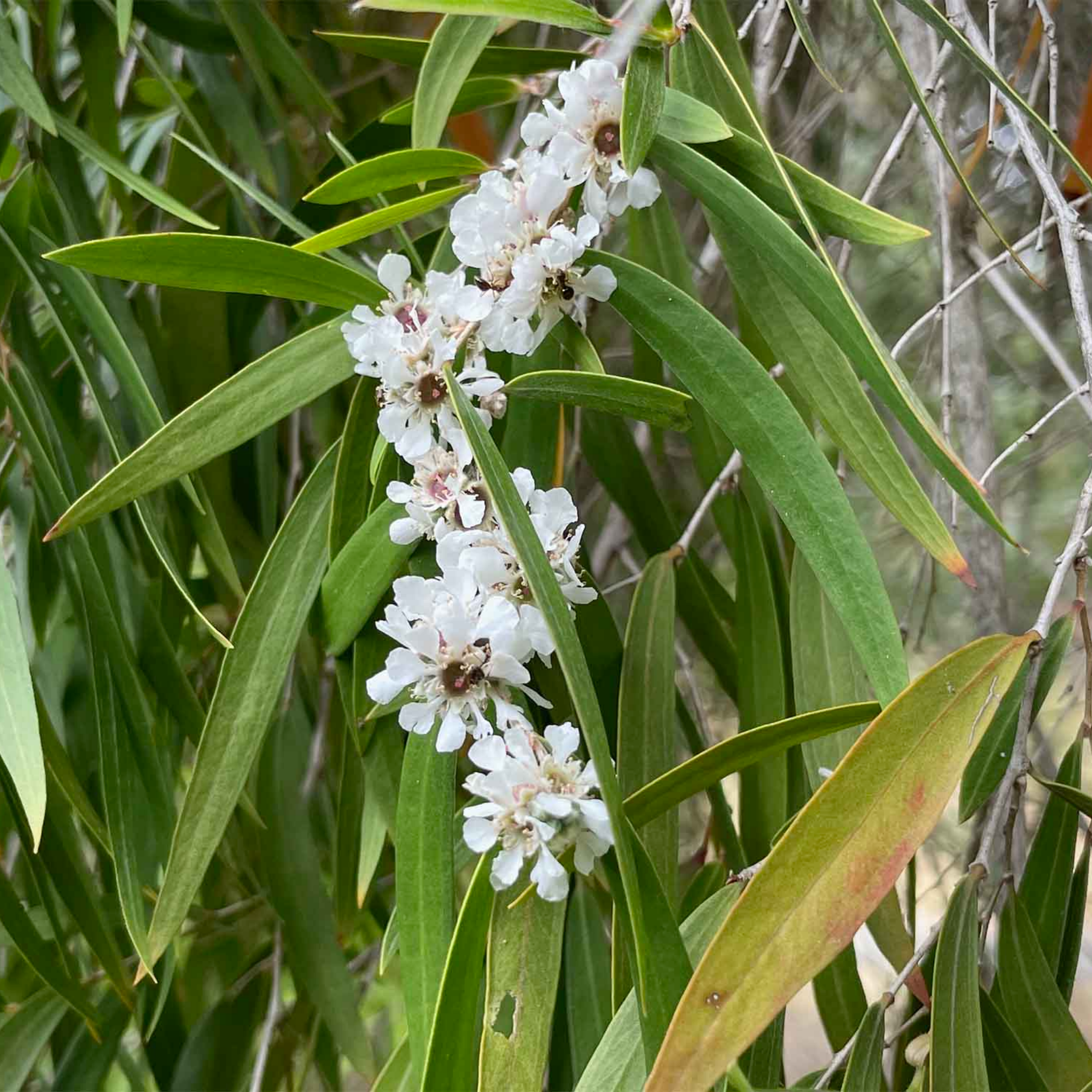 White flowers on a branch with green leaves