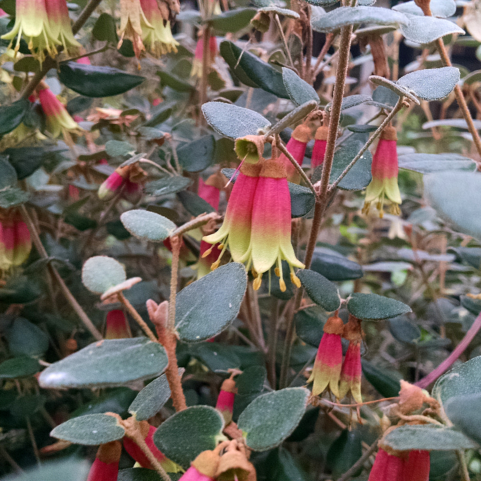 Rock Correa - Correa glabra