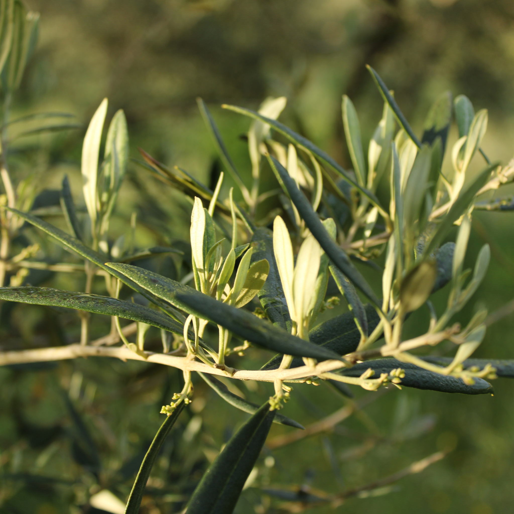 Olive Tolleys Upright - Olea europaea Tolleys Upright