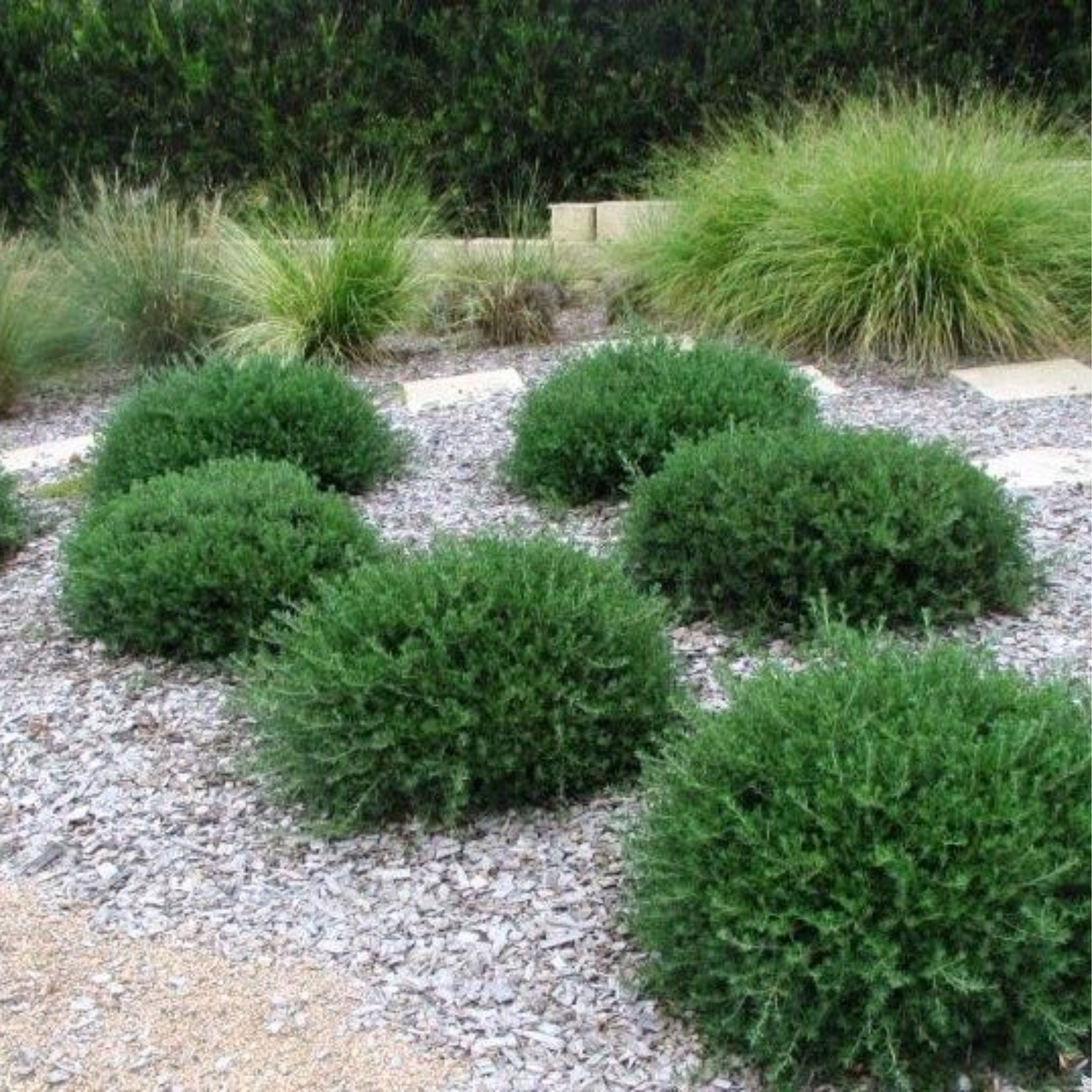 Mundi Native Rosemary - Westringia fruticosa Mundi