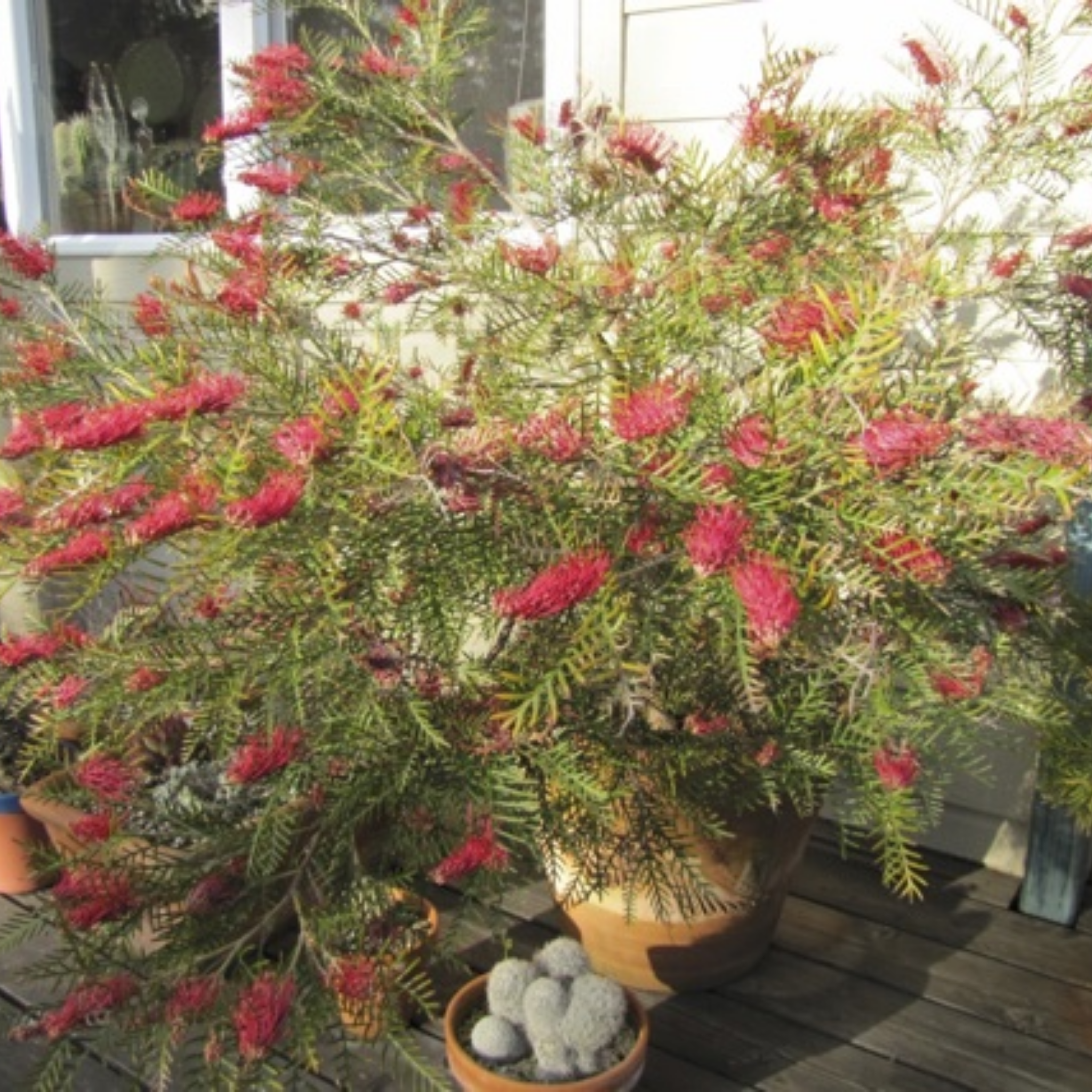 Grevillea 'Red Hooks' - Grevillea longifolia tetragonoloba Red Hooks