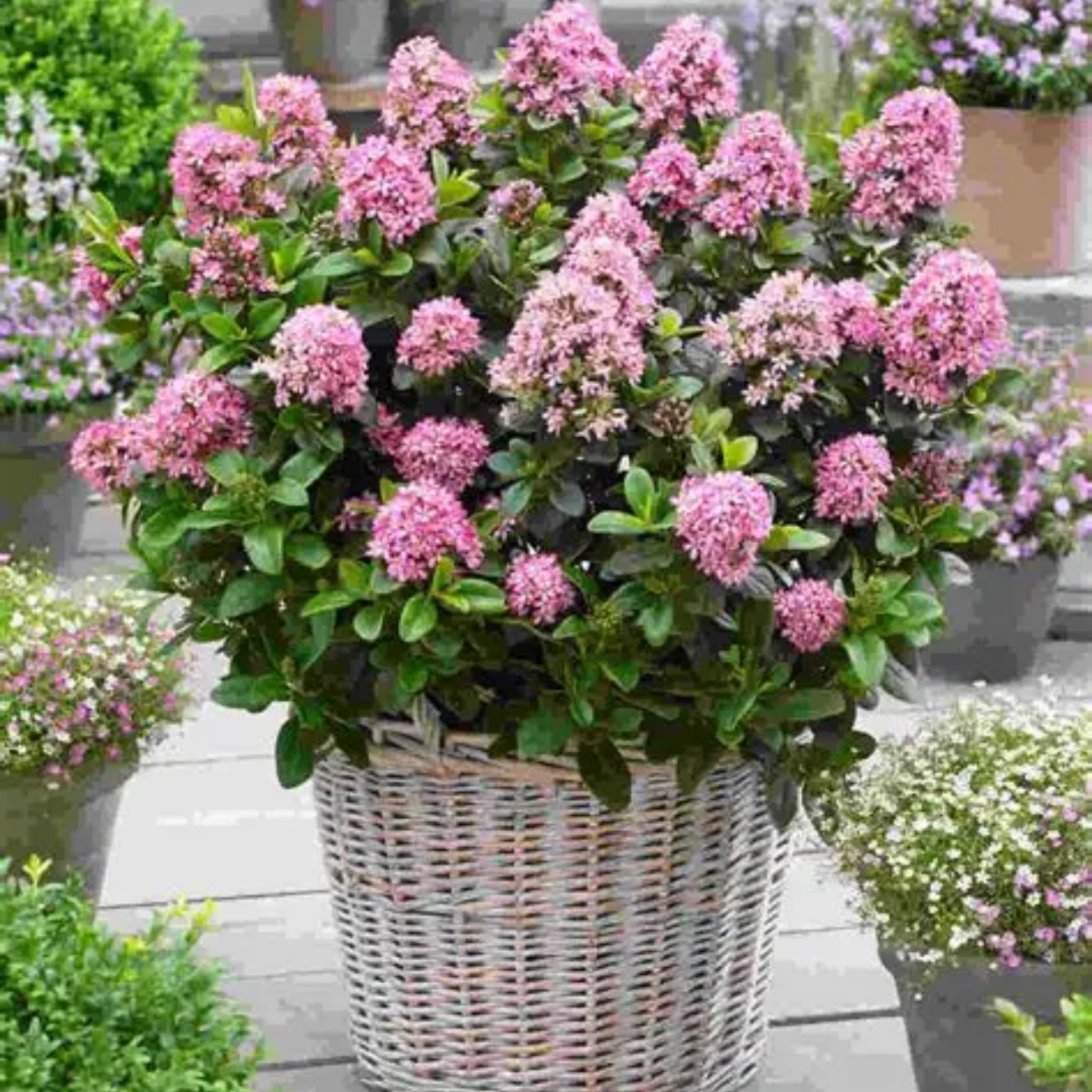 Escallonia laevis 'Pink Elle' PBR