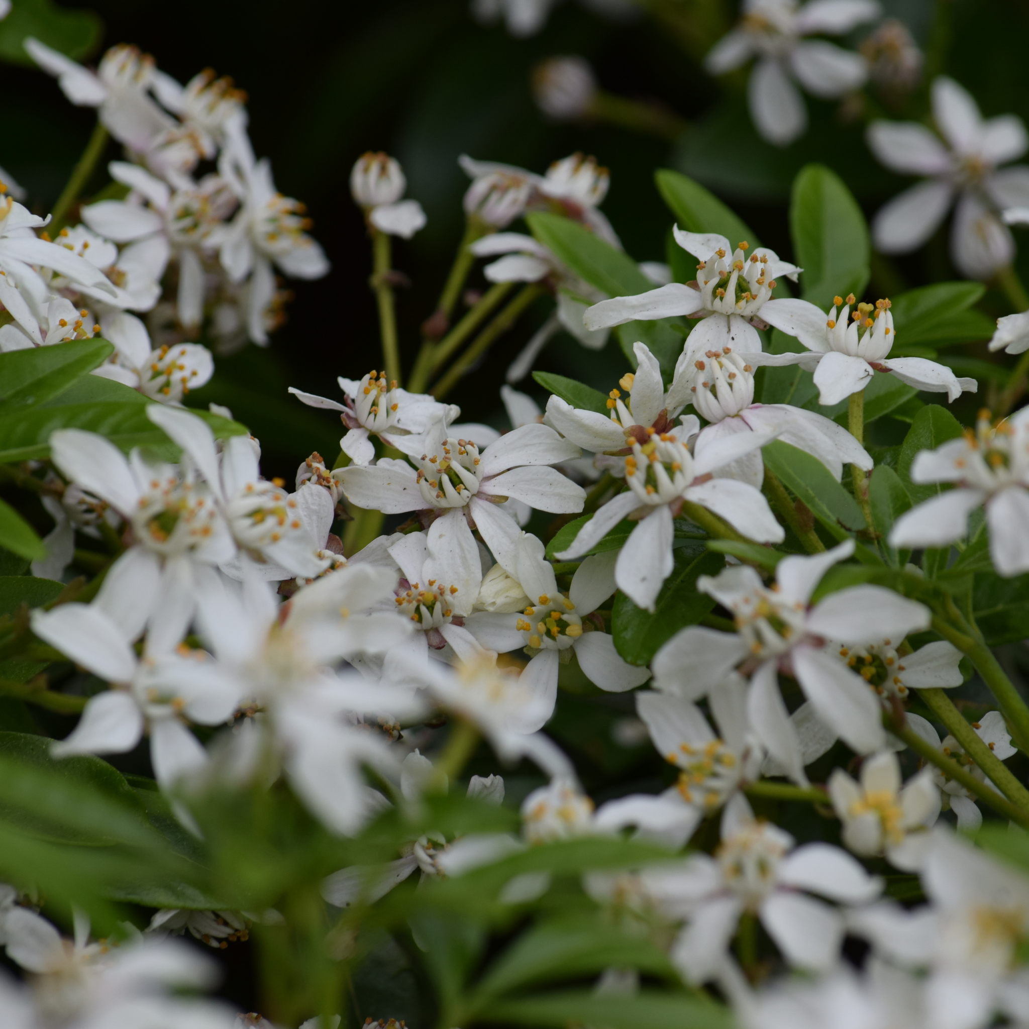 Mexican Orange Blossom - Choisya ternata
