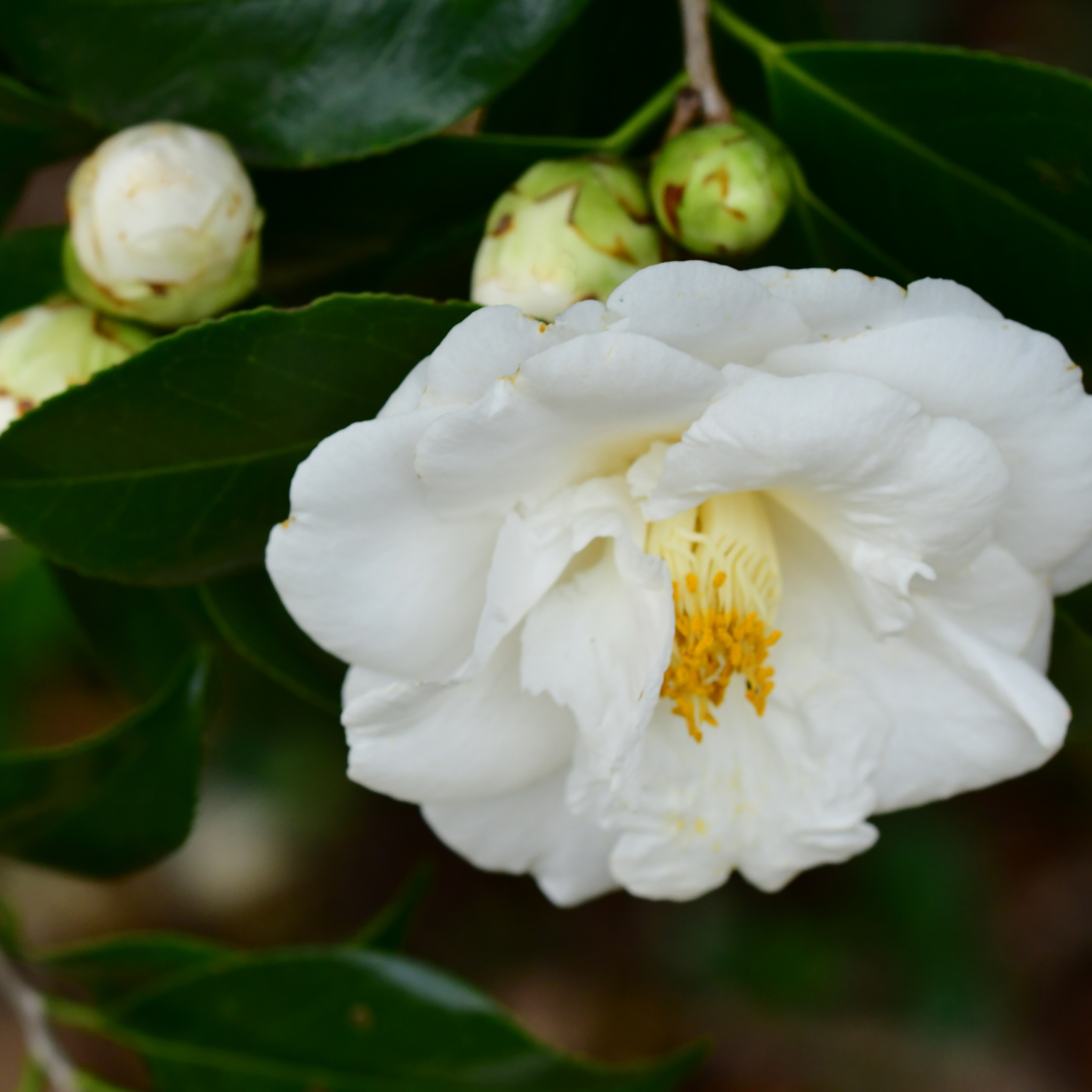 Camellia japonica Lovelight