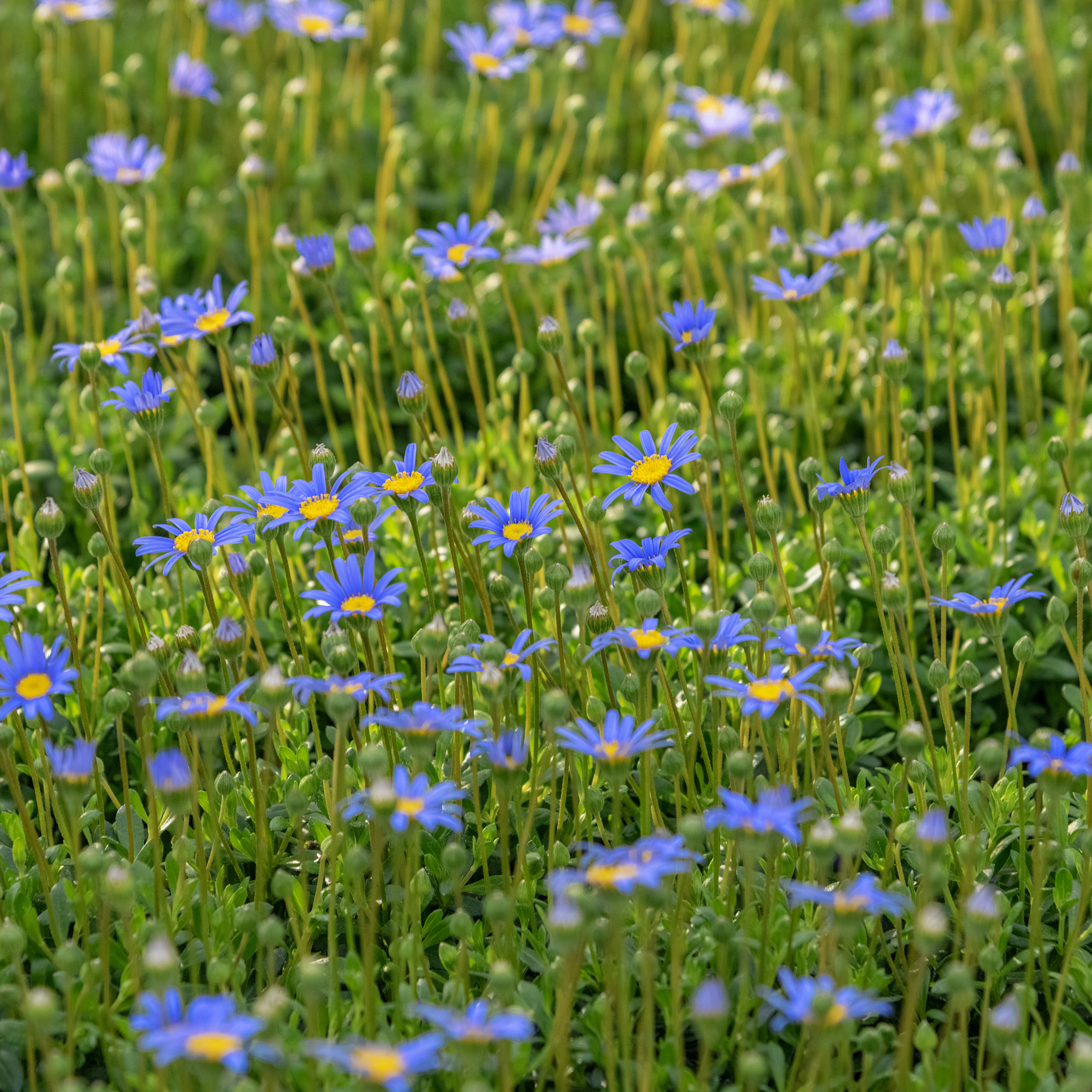 Blue Marguerite - Felicia amelloides