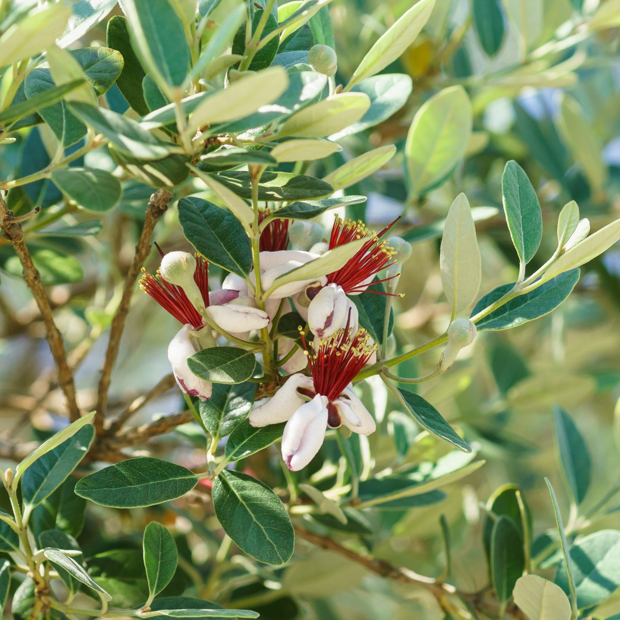 Close-up of a tree branch with green leaves and red and white flowers.