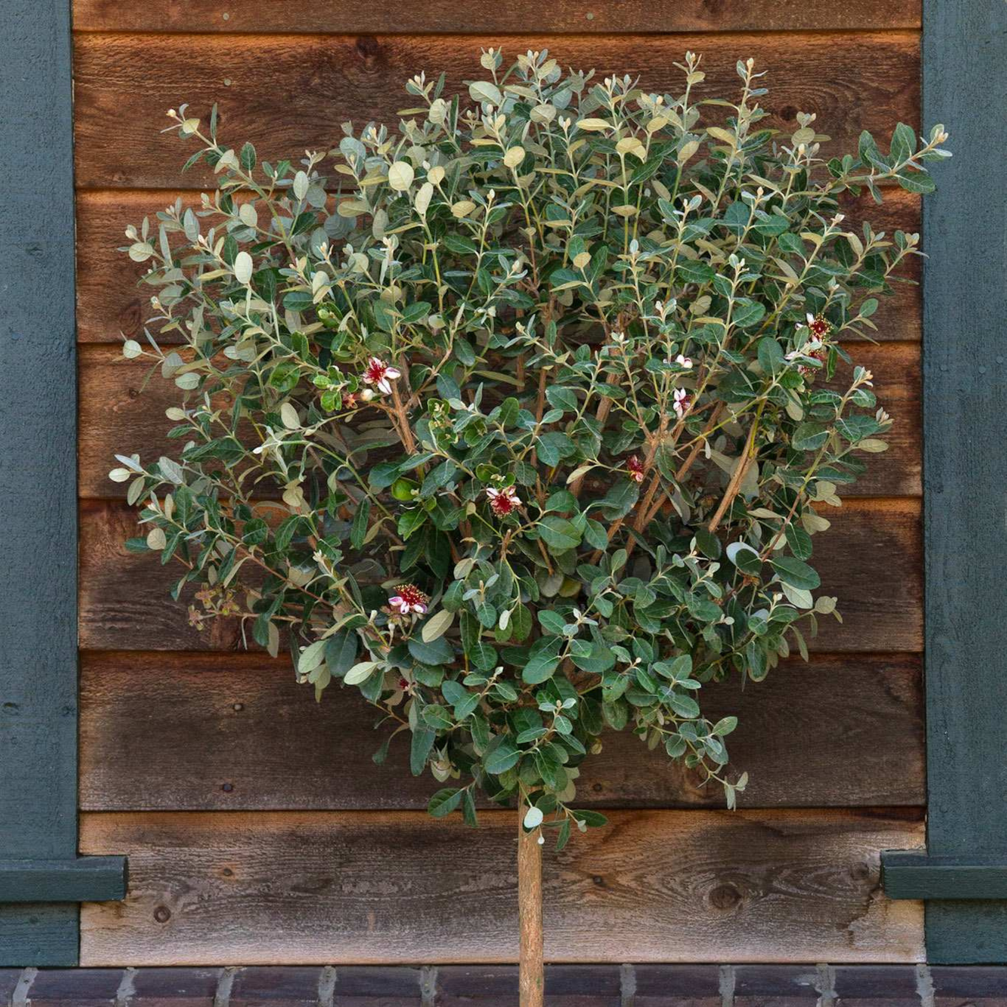 Green bush with small red flowers against a wooden panel background