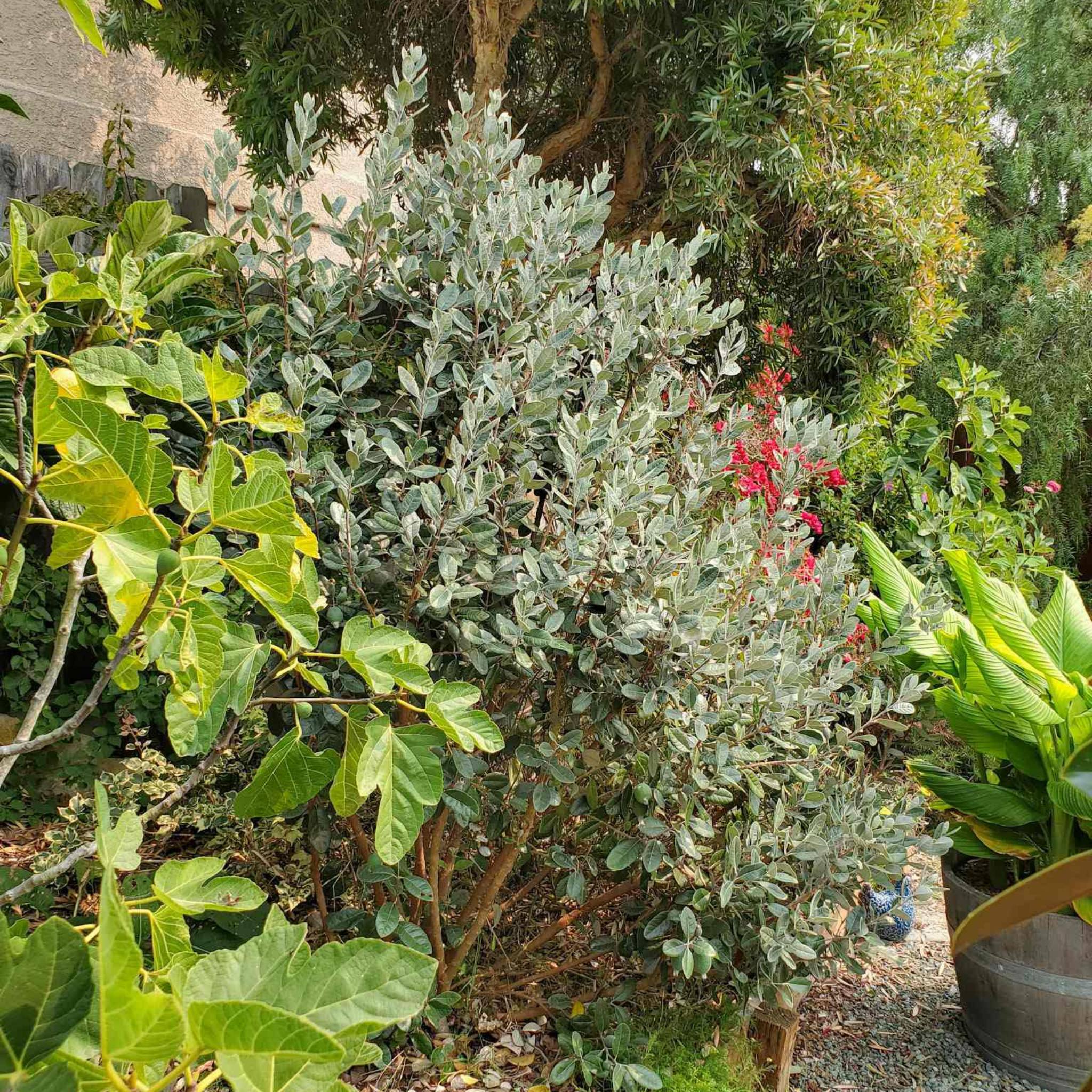 Green bush with red flowers surrounded by other plants