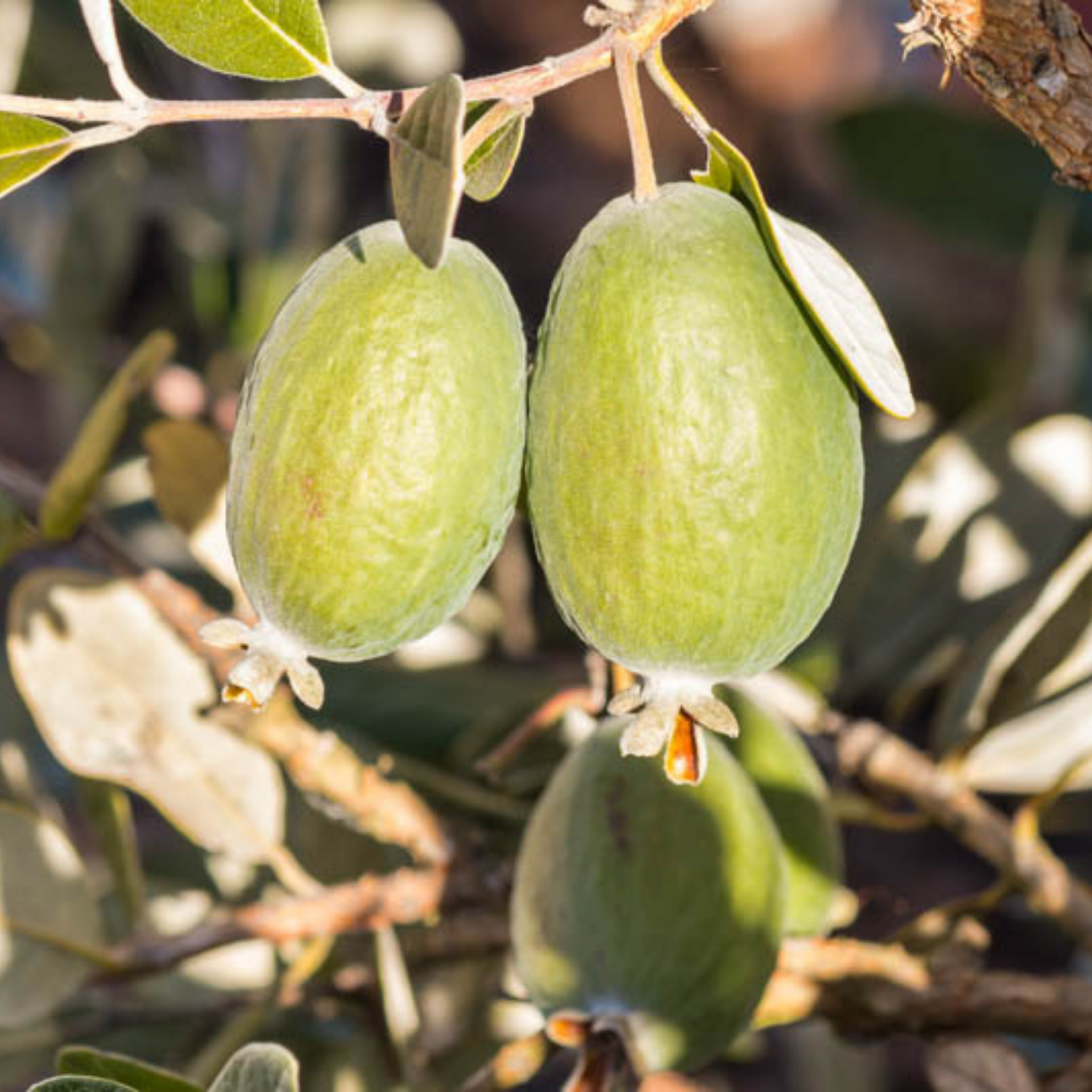 Two Pineapple Guava hanging on a branch with leaves.