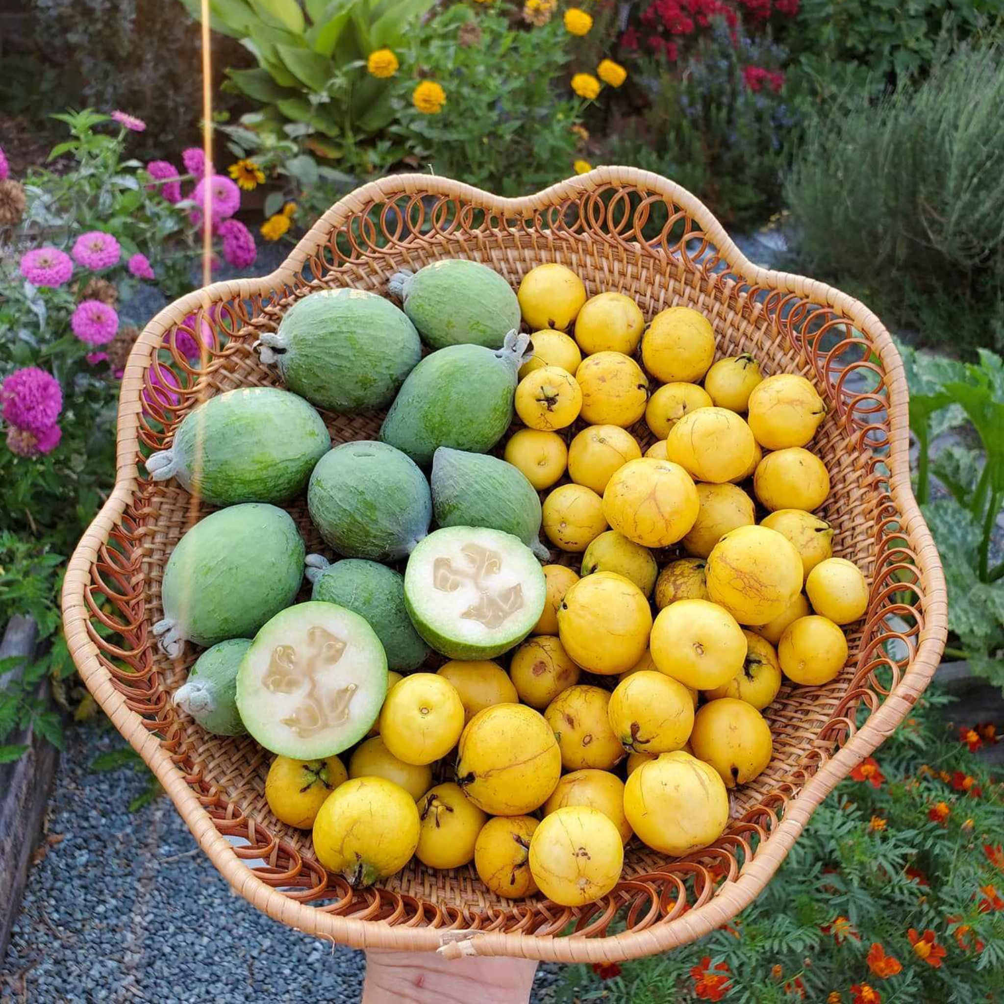 Basket of Pineapple Guava and yellow fruits with a garden background
