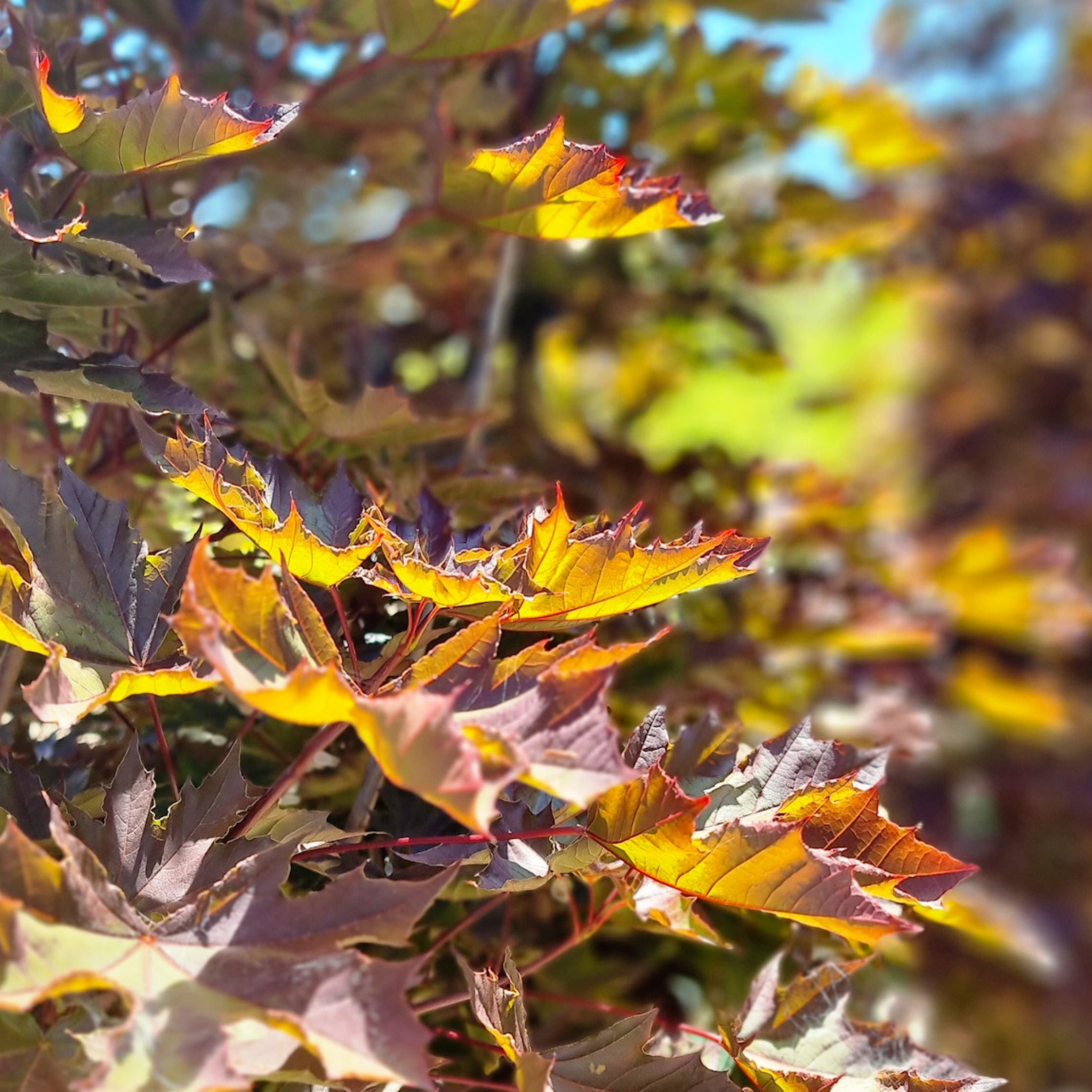 Acer platanoides ‘Crimson Sentry’ Maple