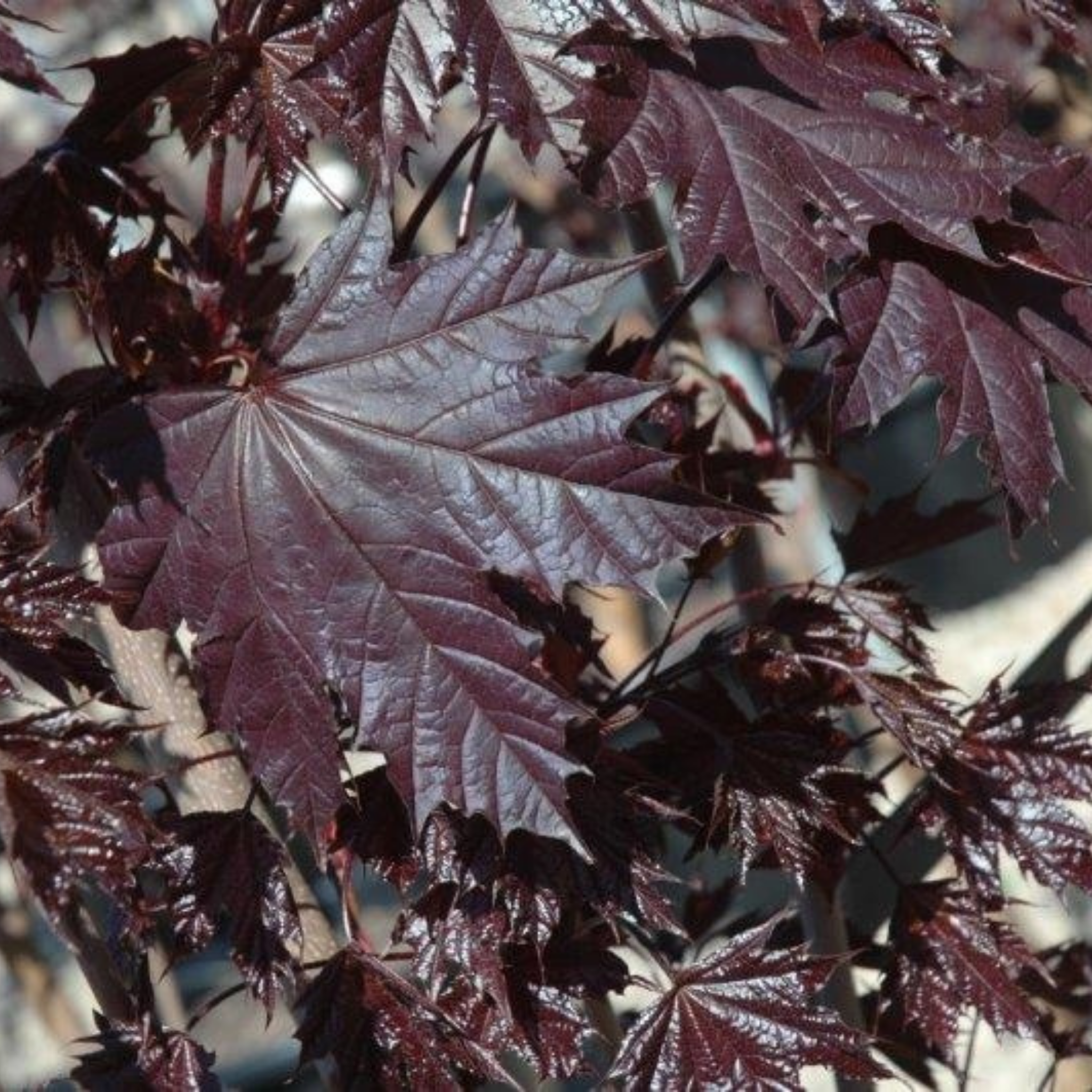 Acer platanoides ‘Crimson Sentry’ Maple