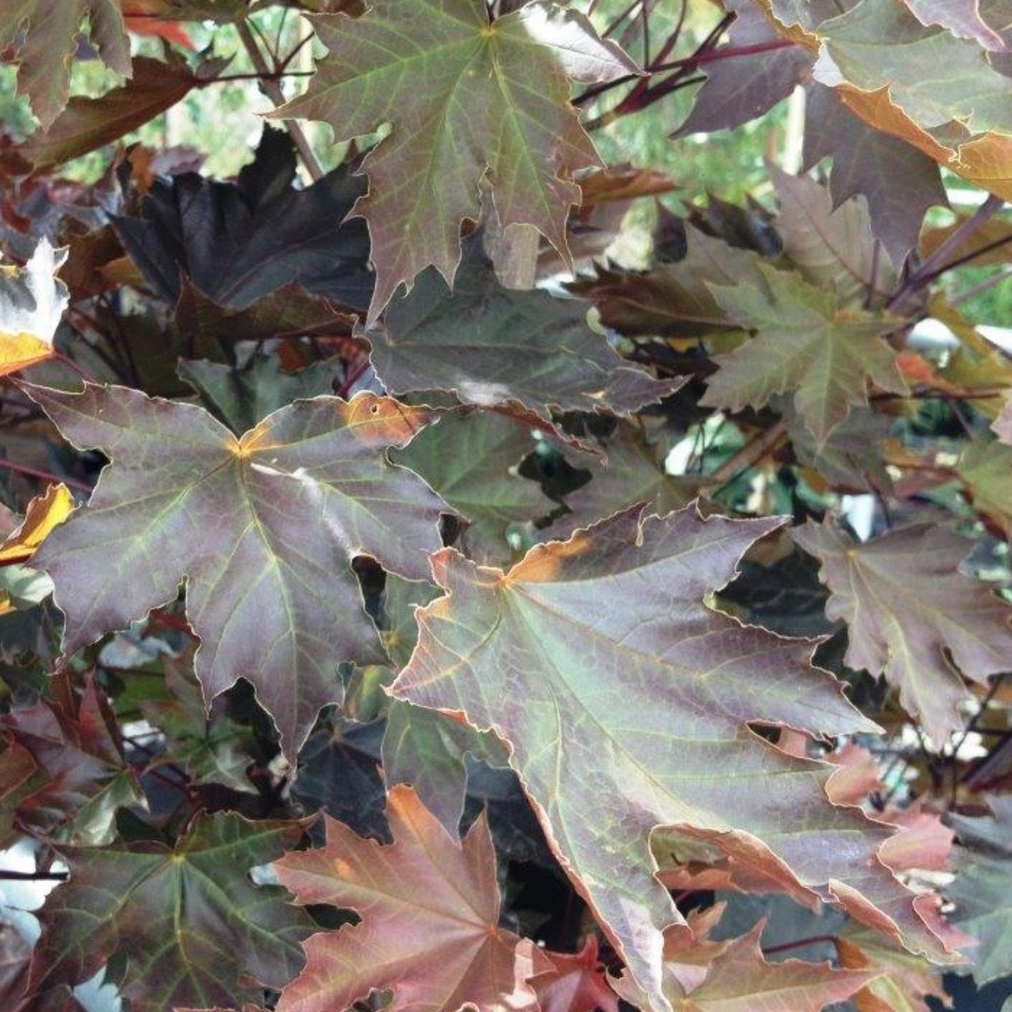Acer platanoides ‘Crimson Sentry’ Maple