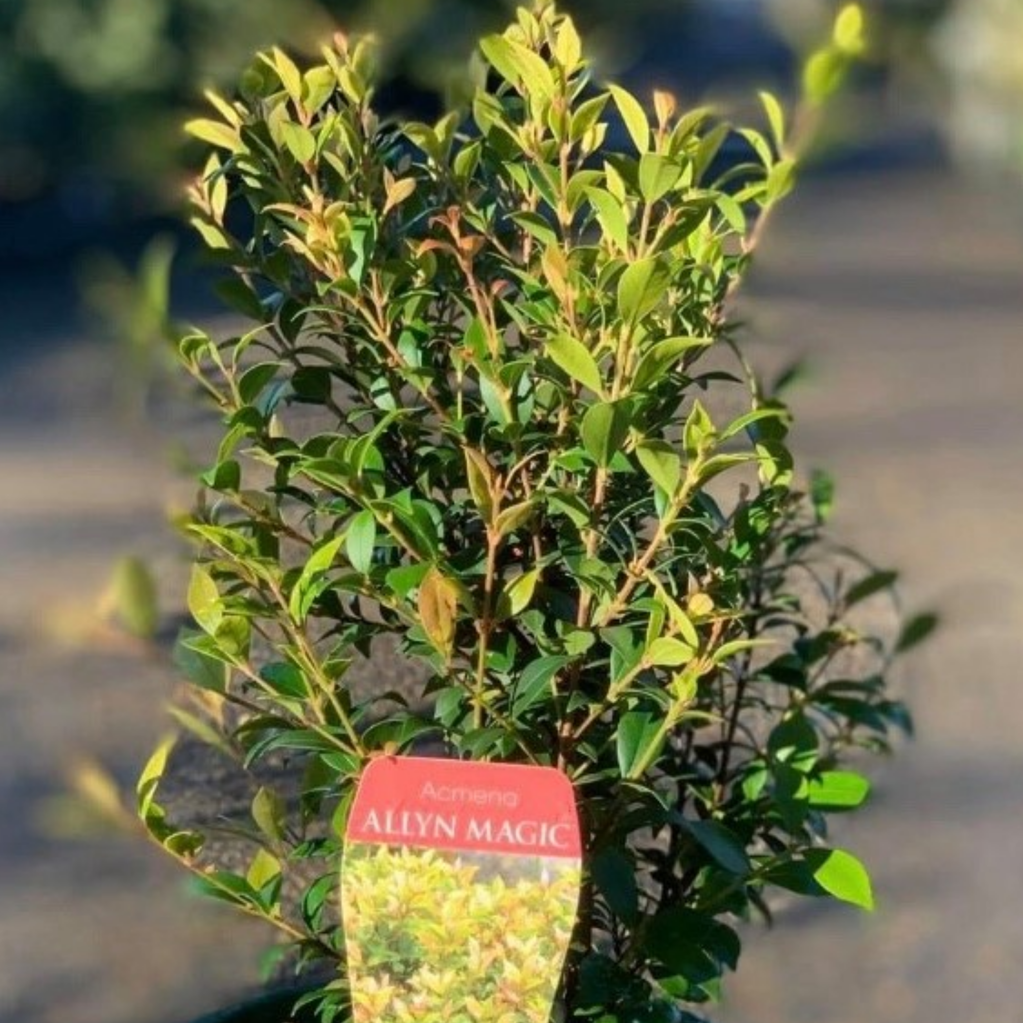 Lilly Pilly 'Allyn Magic' - Acmena smithii