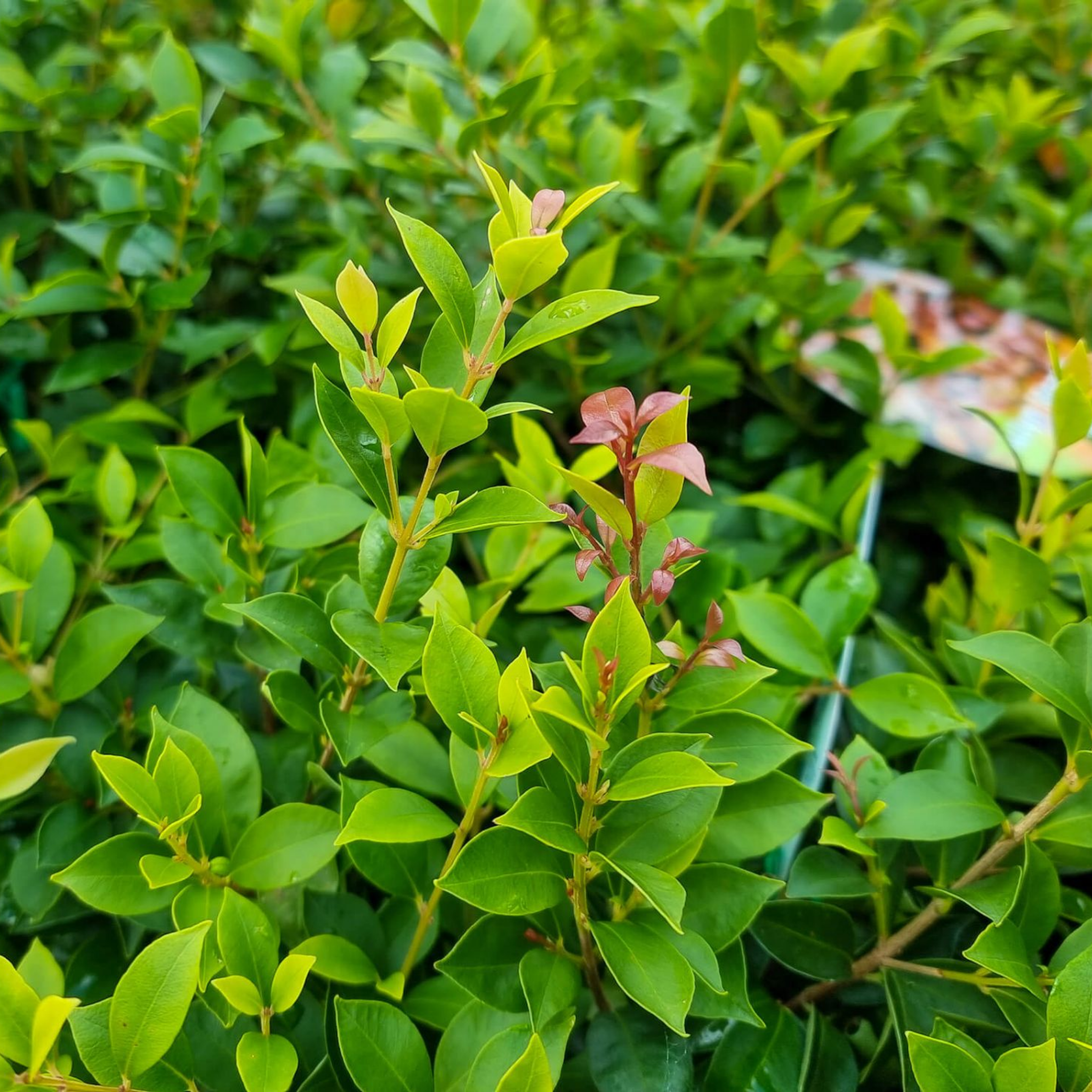 Lilly Pilly 'Allyn Magic' - Acmena smithii