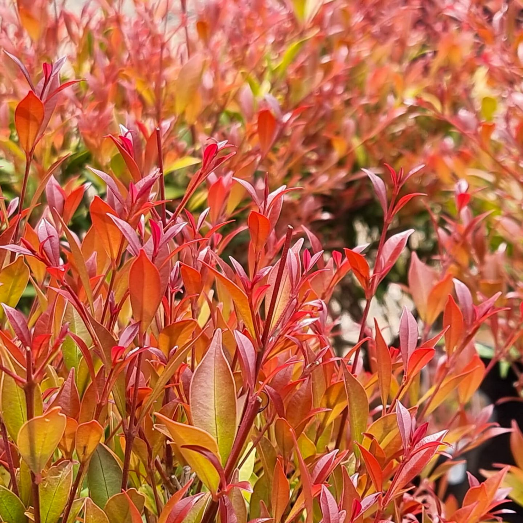 Lilly Pilly 'Minor Sunrise' - Acmena smithii