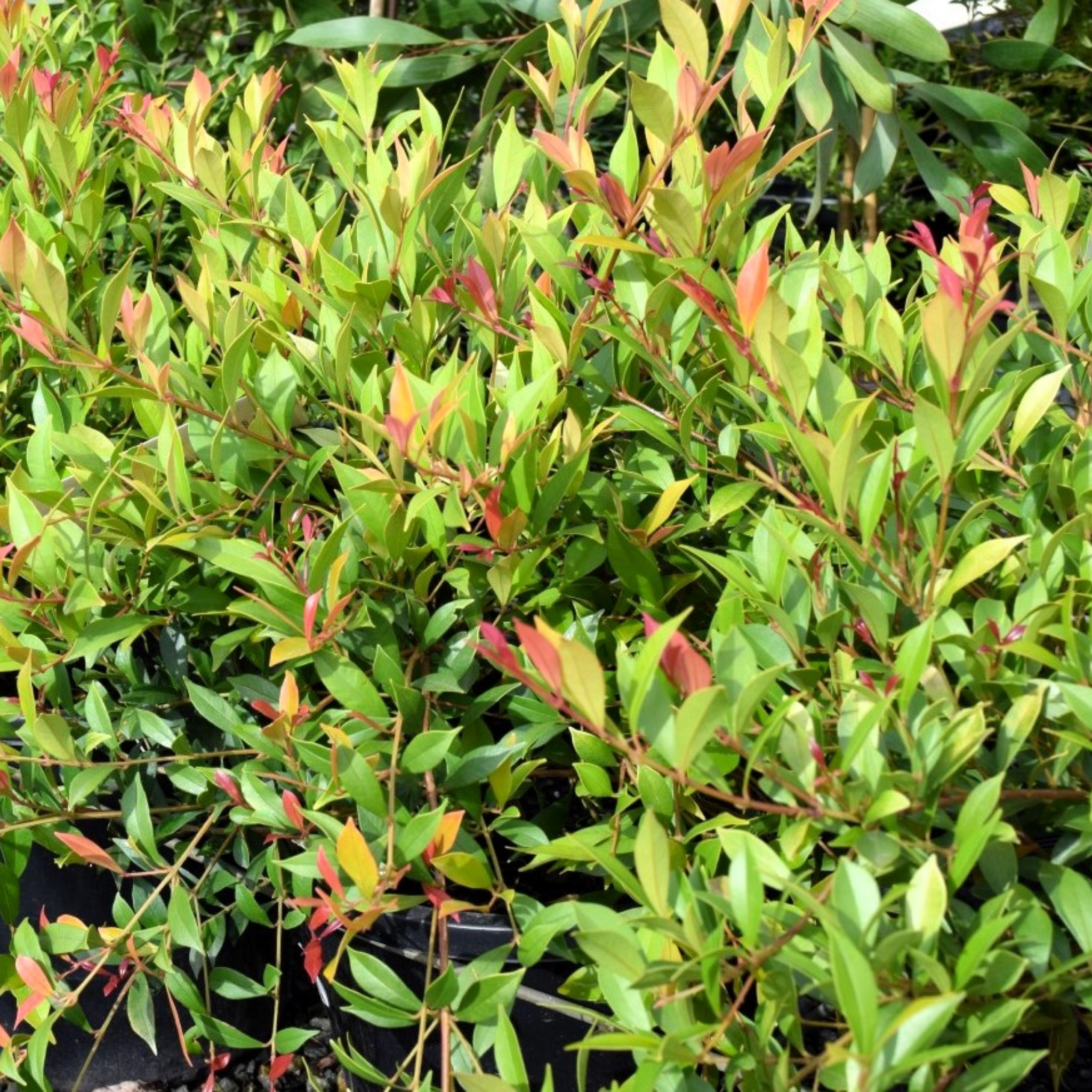 Lilly Pilly 'Minor Sunrise' - Acmena smithii