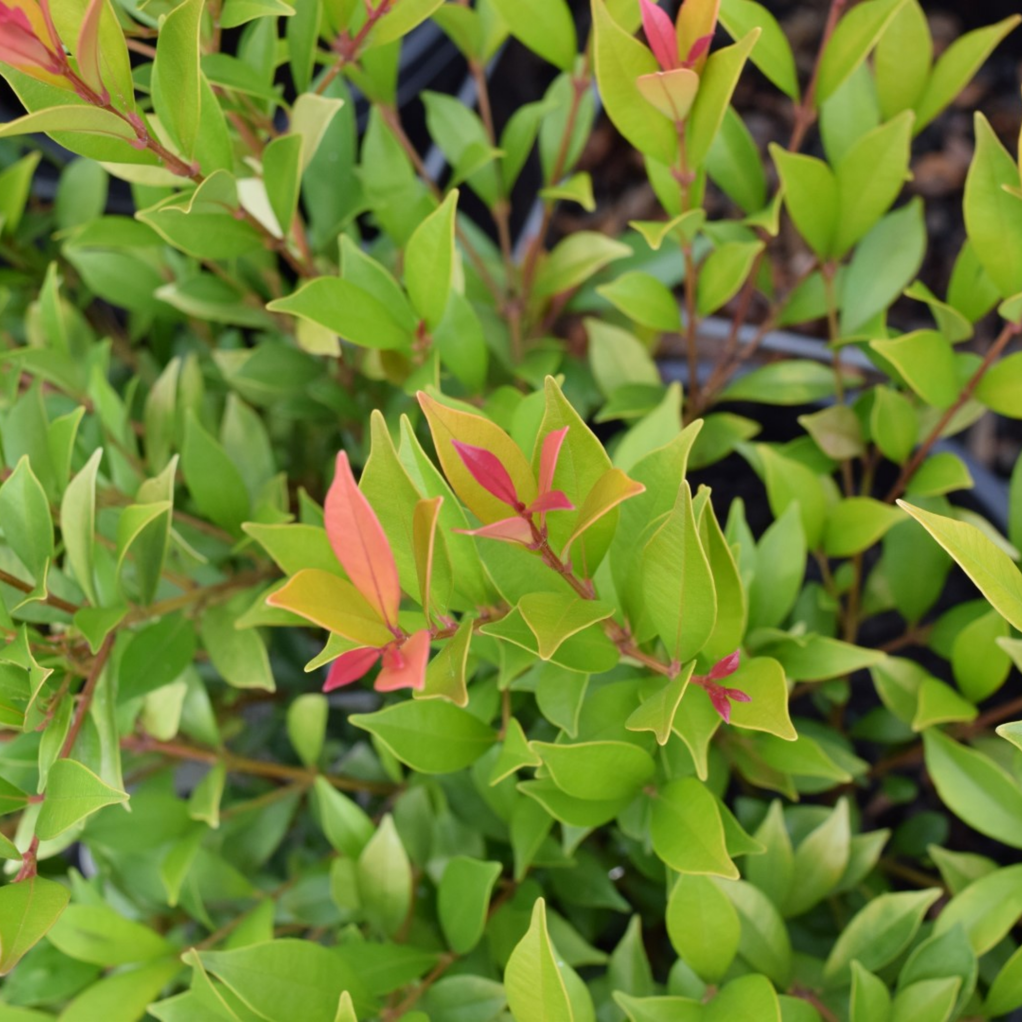 Lilly Pilly 'Minor Sunrise' - Acmena smithii