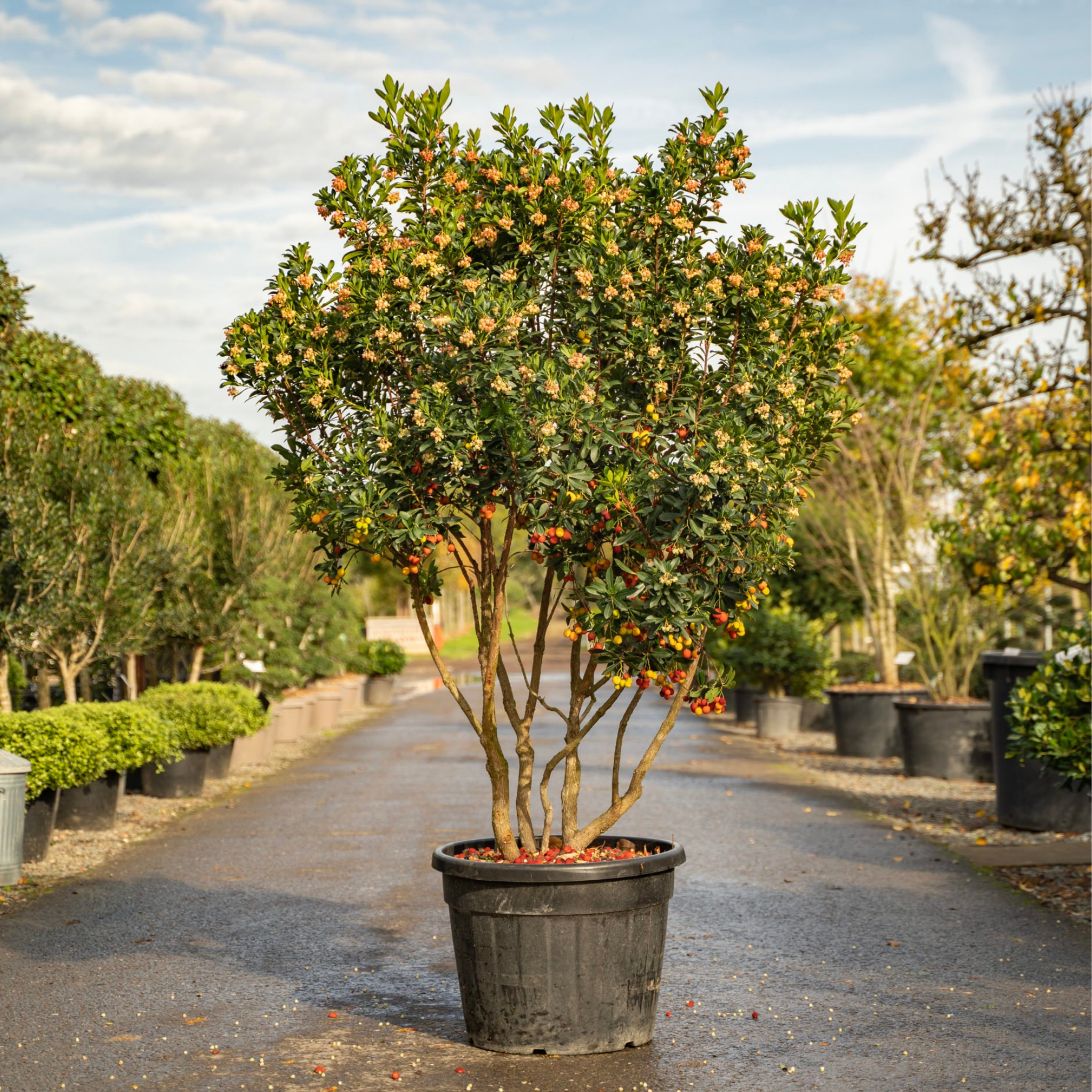 Potted strawberries tree in a nursery setting with other plants and a pathway.