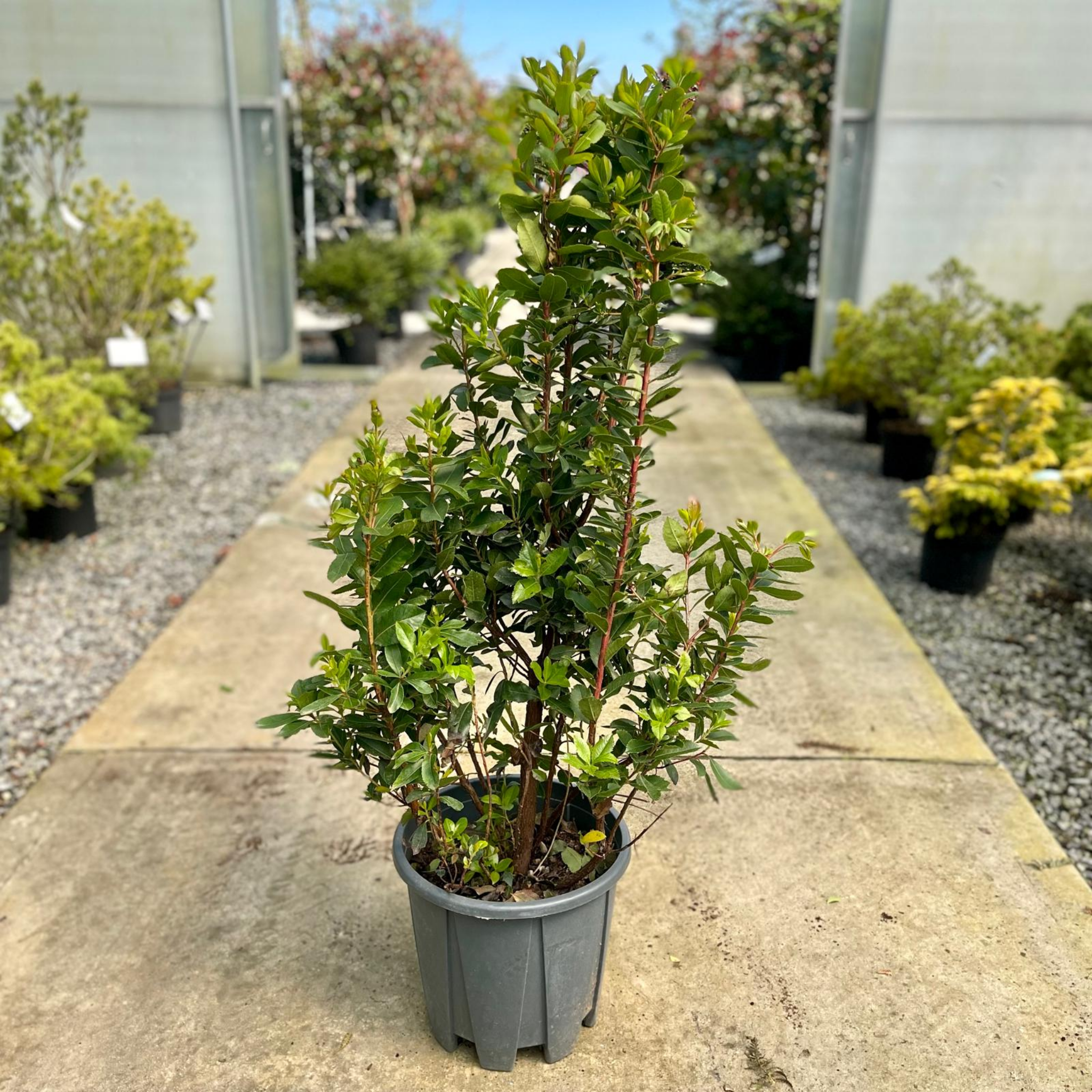 Potted plant on a concrete surface with a garden background