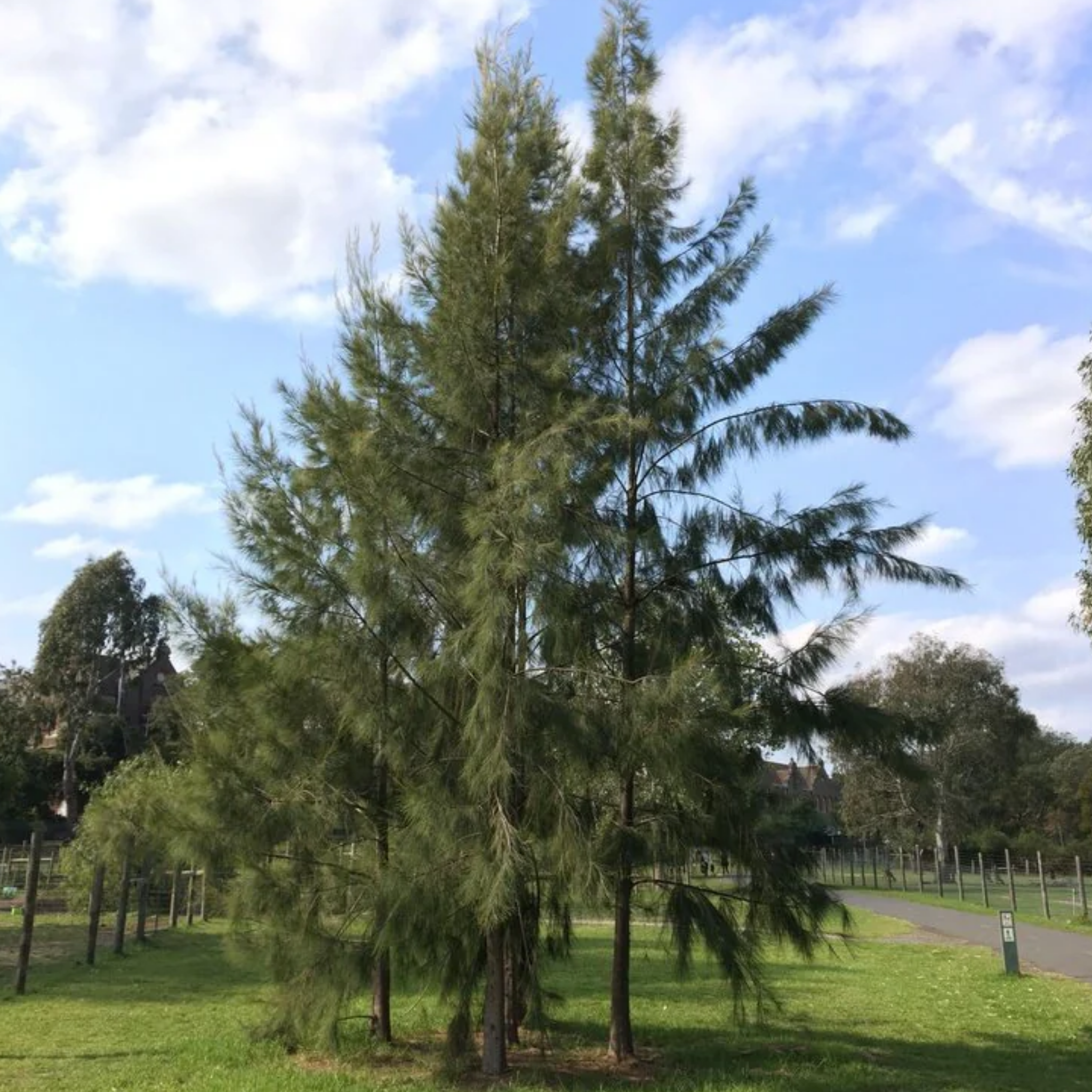 Group of trees in a park with a clear blue sky.